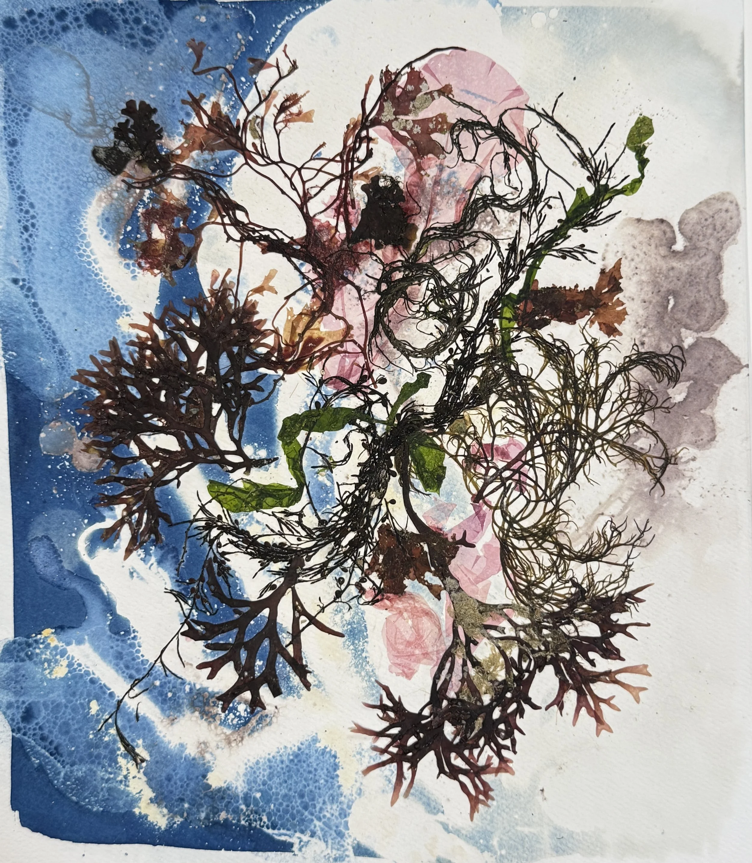 Seaweed and Cyanotype, The Art of Seaweed