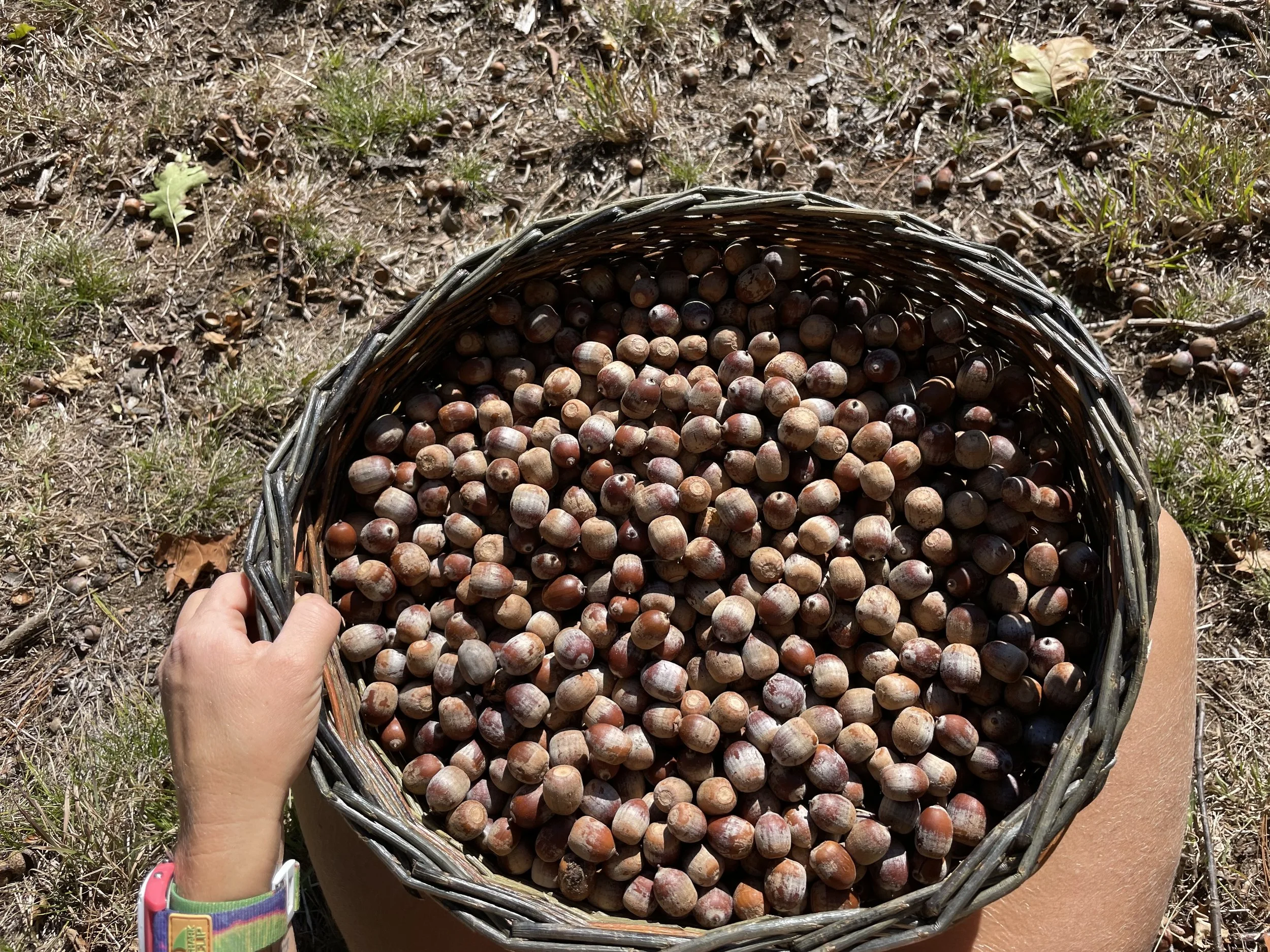 Acorn Processing: The Abundance of Oaks