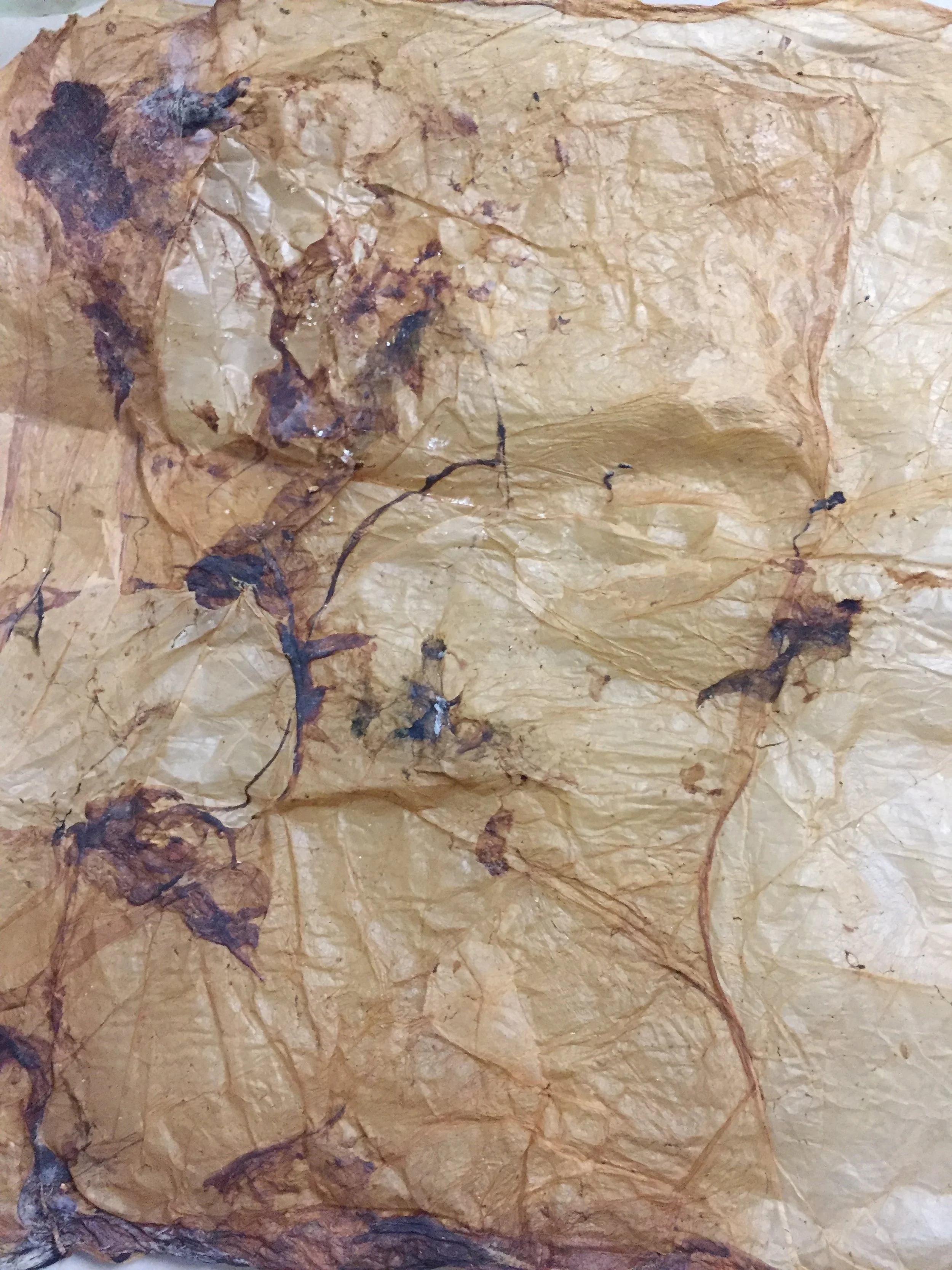 Printmaking with Kombucha