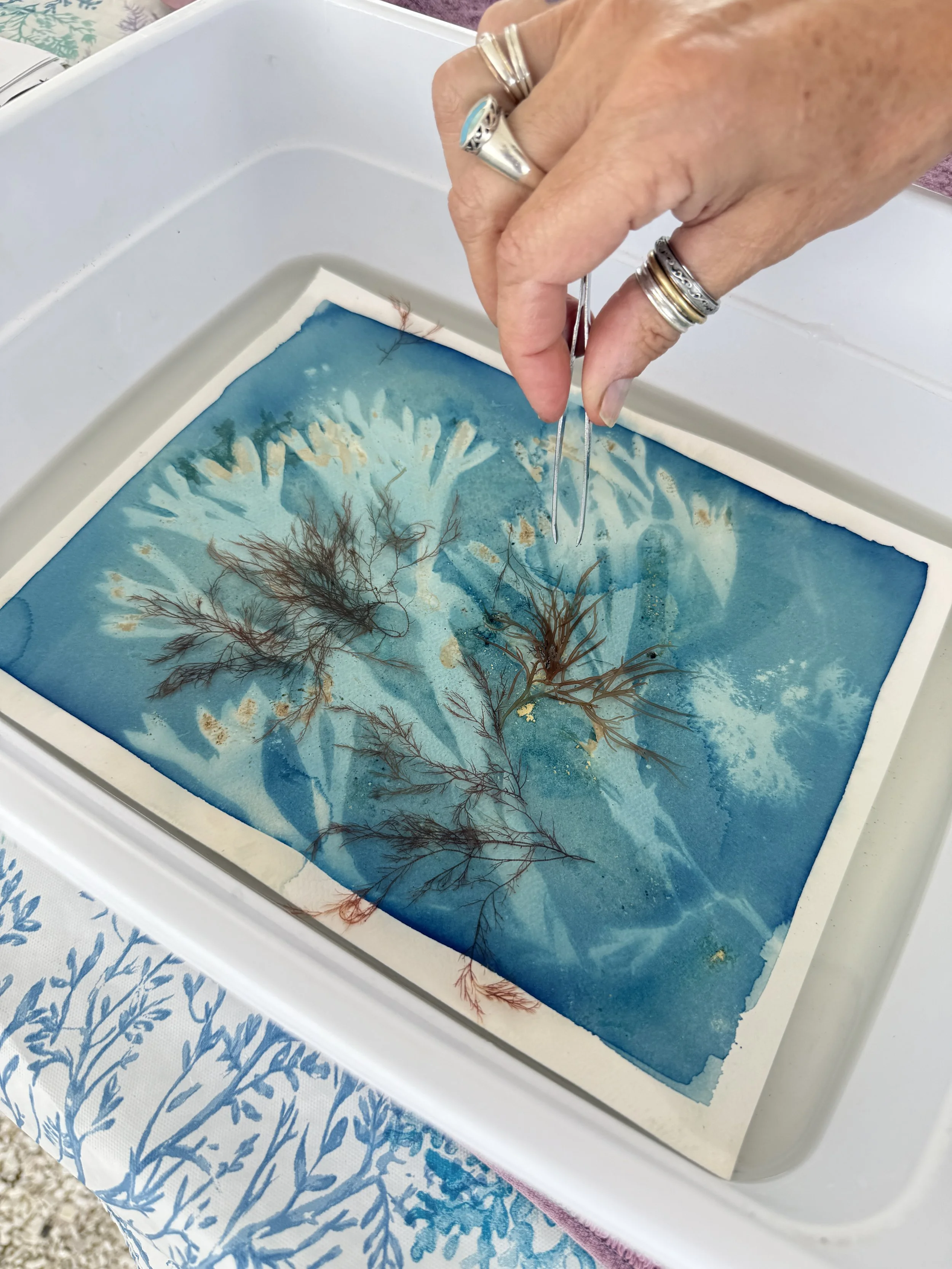 Seaweed and Cyanotype, The Art of Seaweed