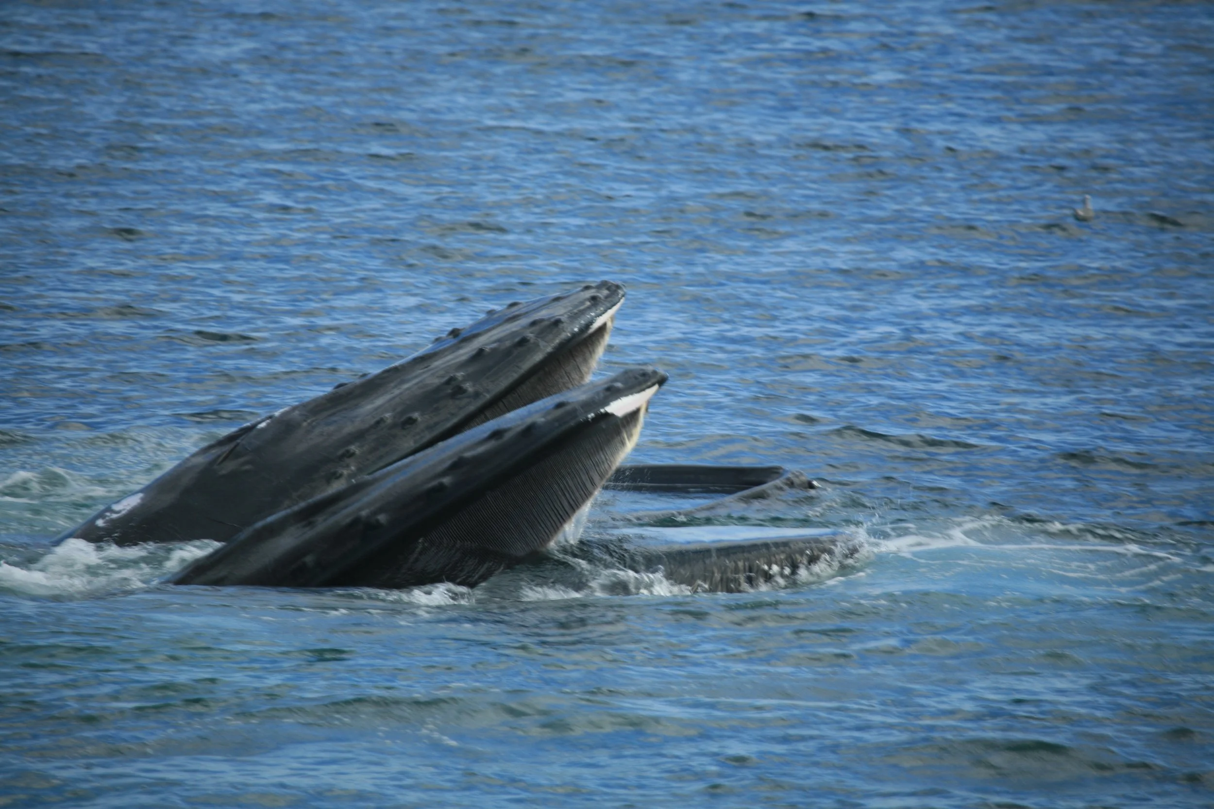 Photographing Whales of Cape Cod