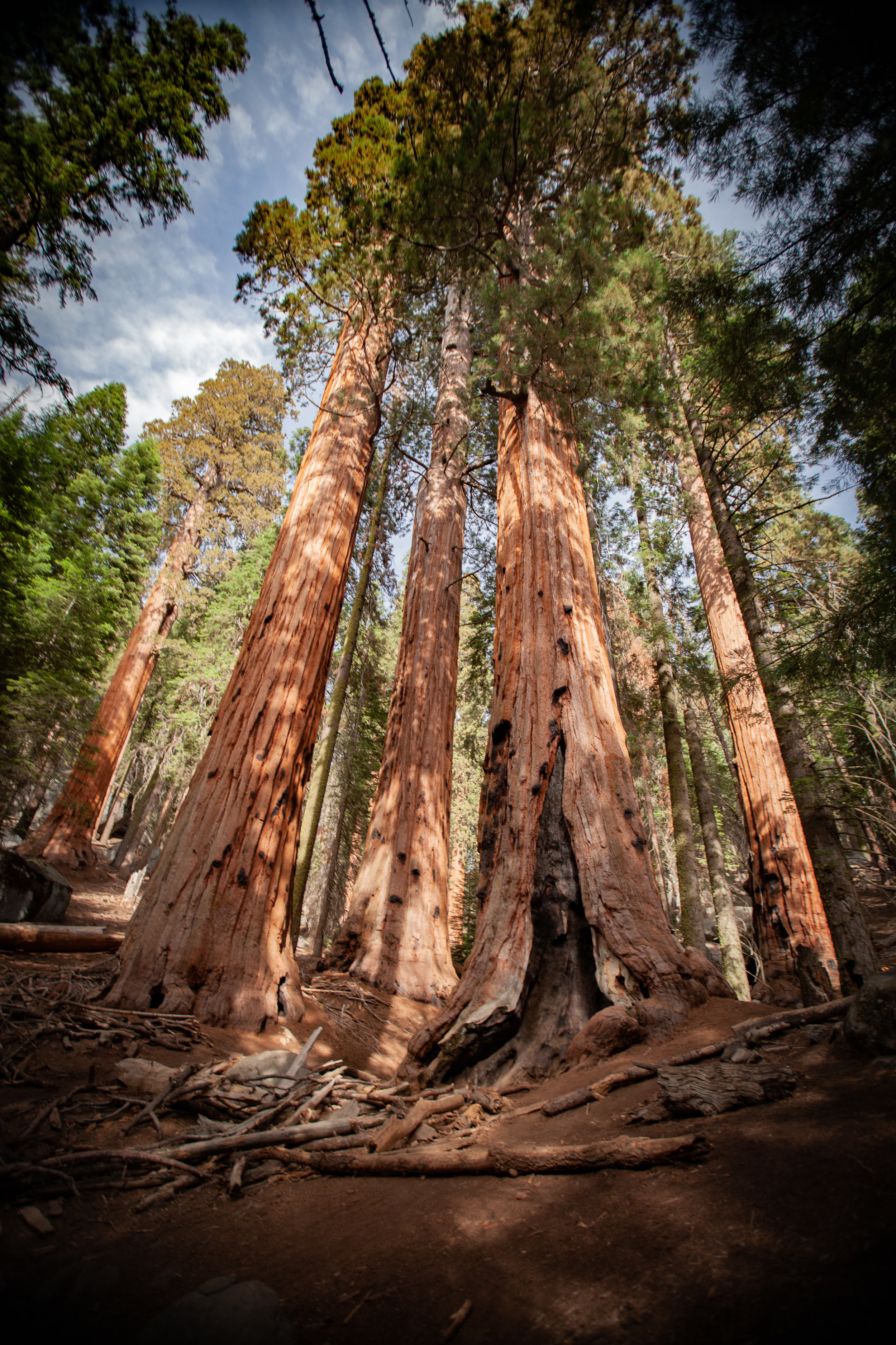 sequoia national park (204 of 278).jpg