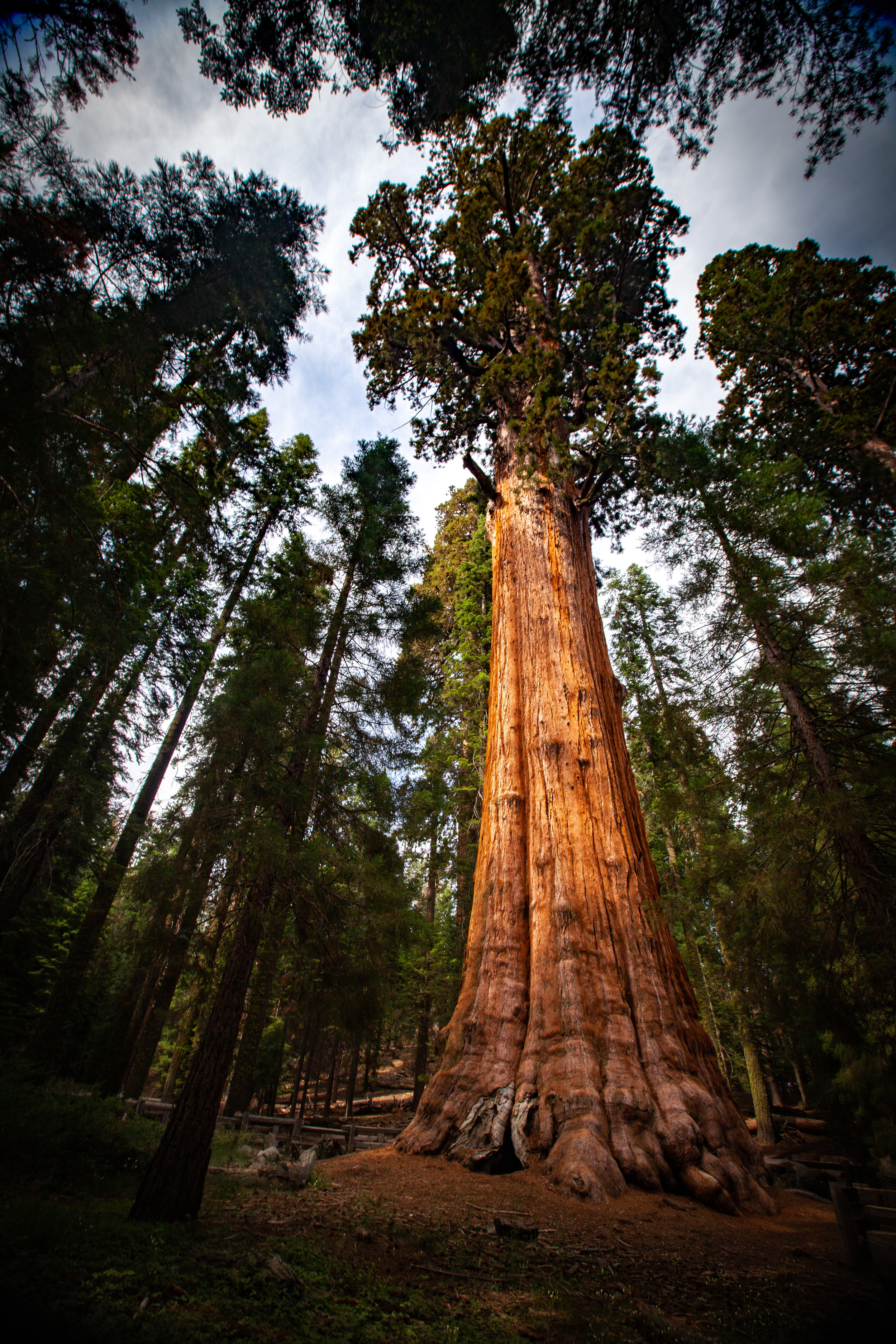 sequoia national park (160 of 278).jpg