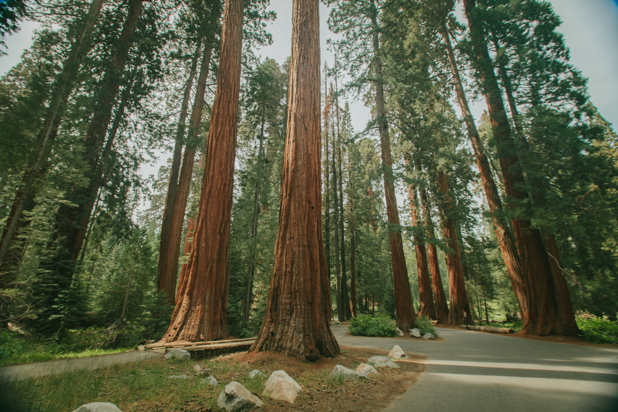 sequoia national park (22 of 278).jpg