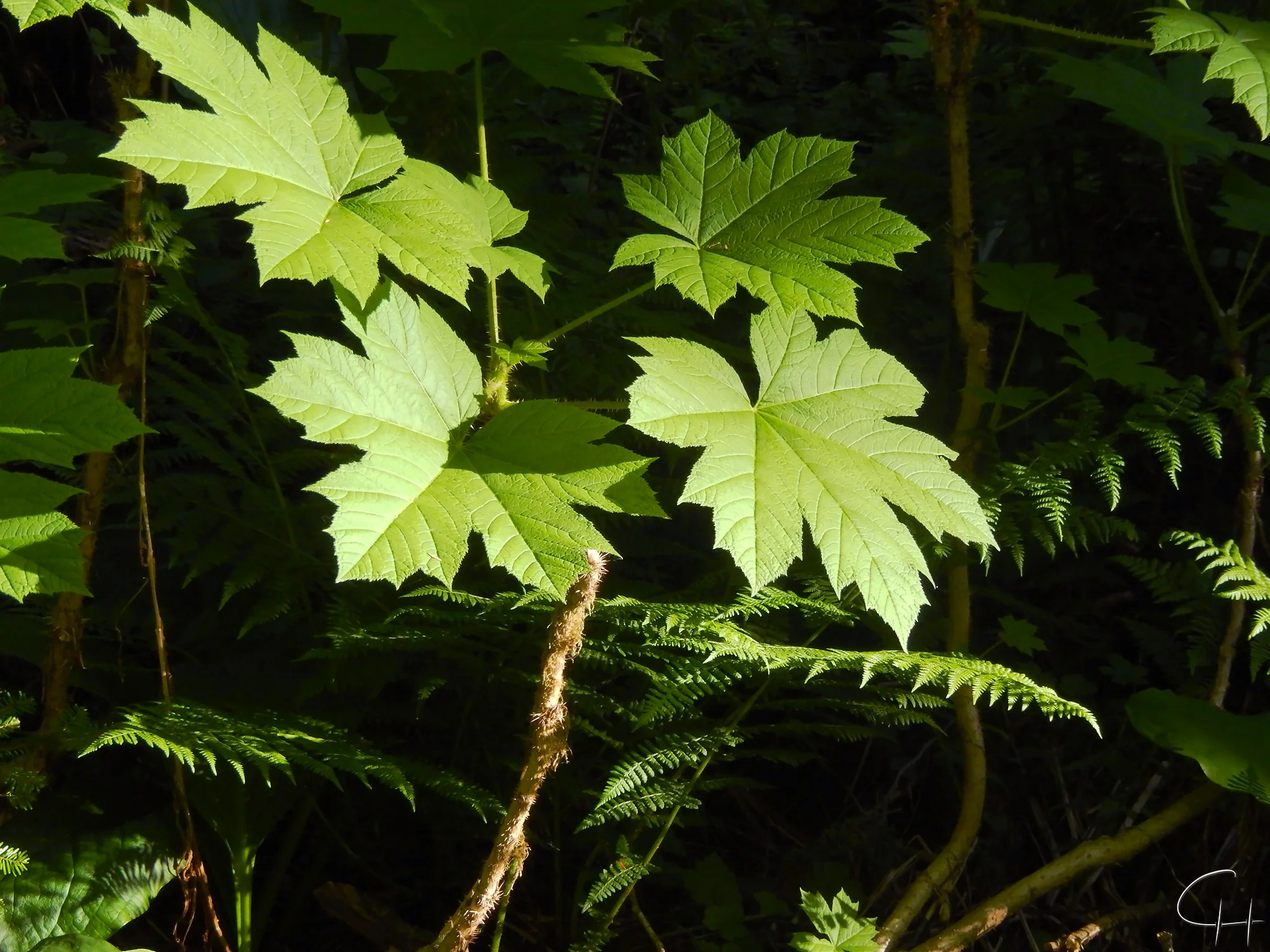 Forest Leaves