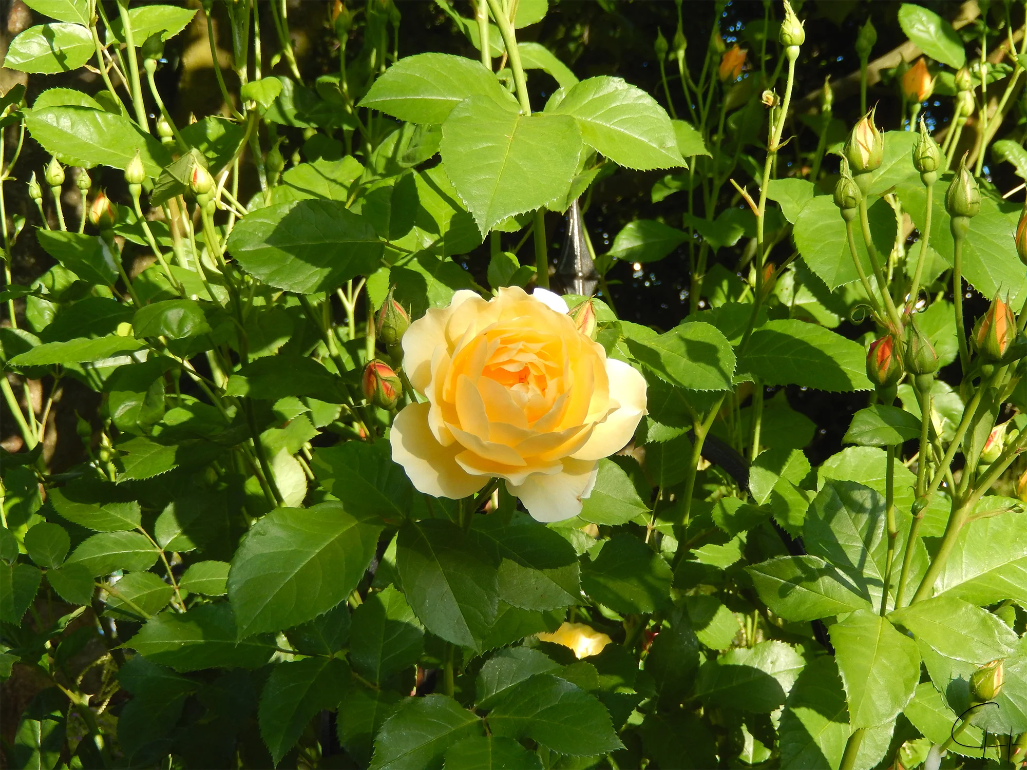 Yellow Rose