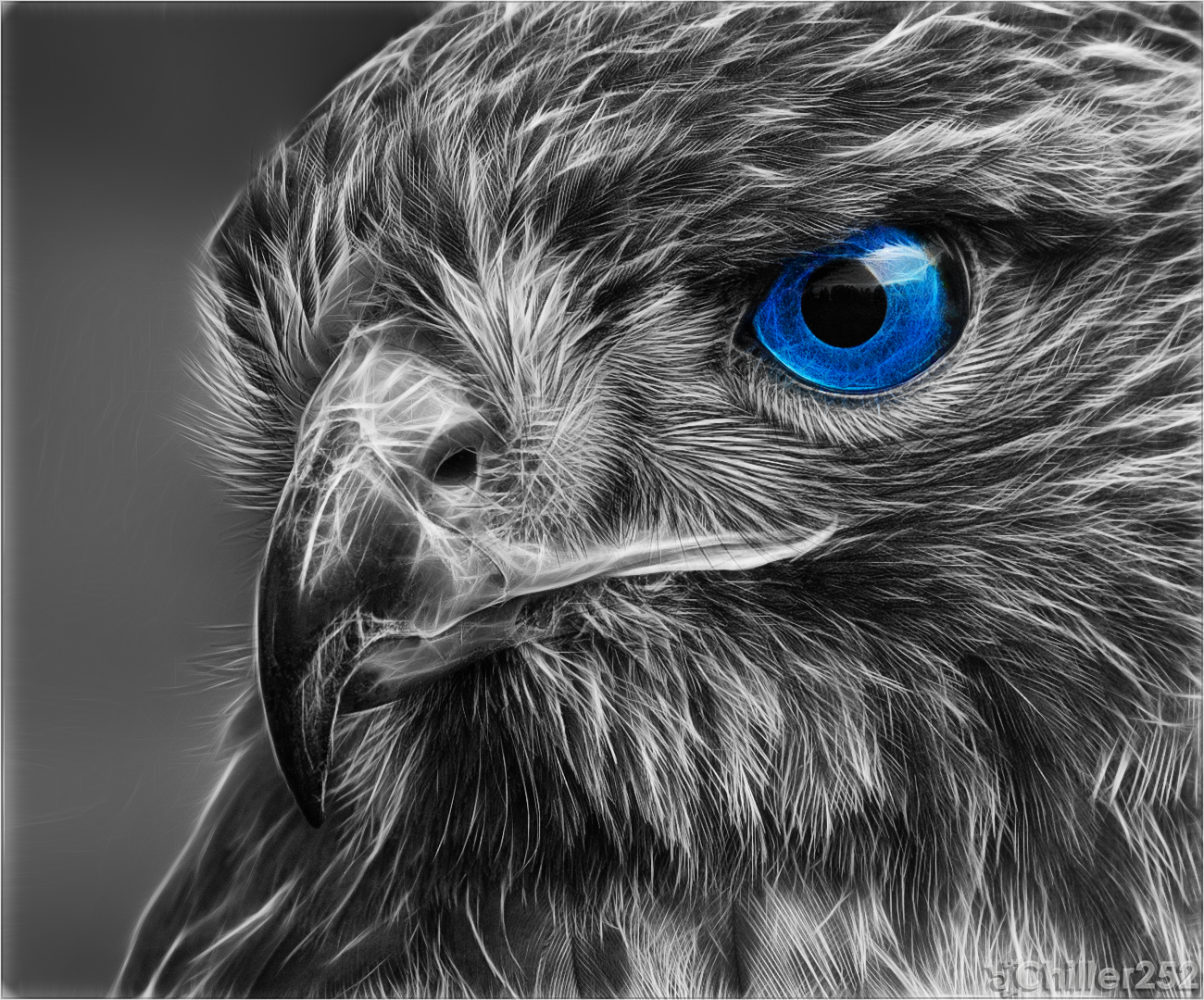 Hawk light fractal