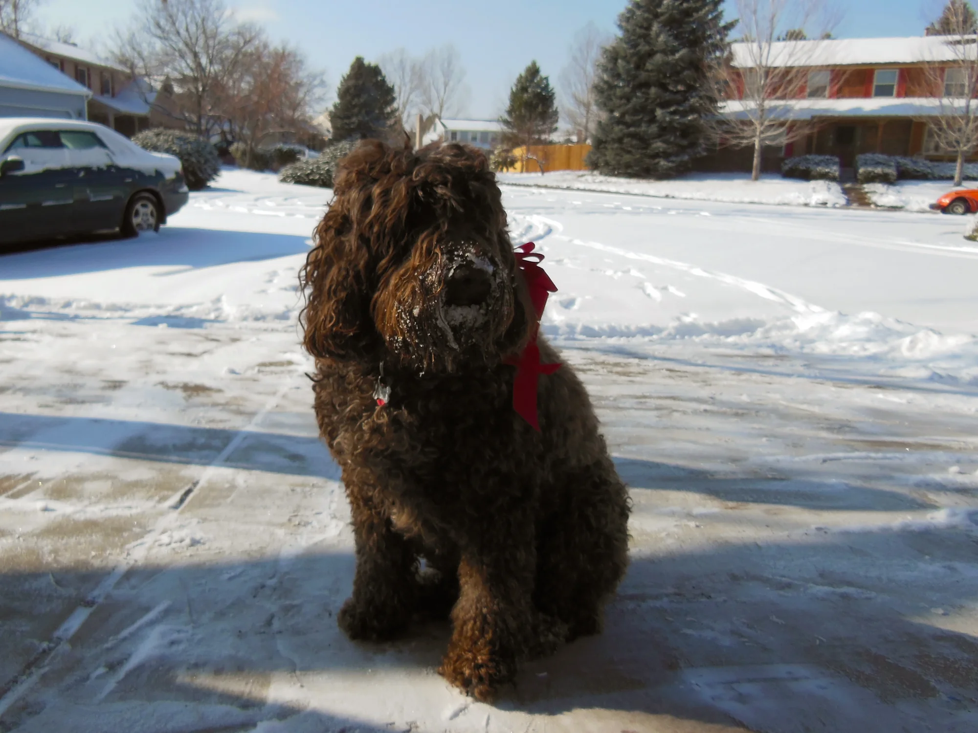 Snowy Lola
