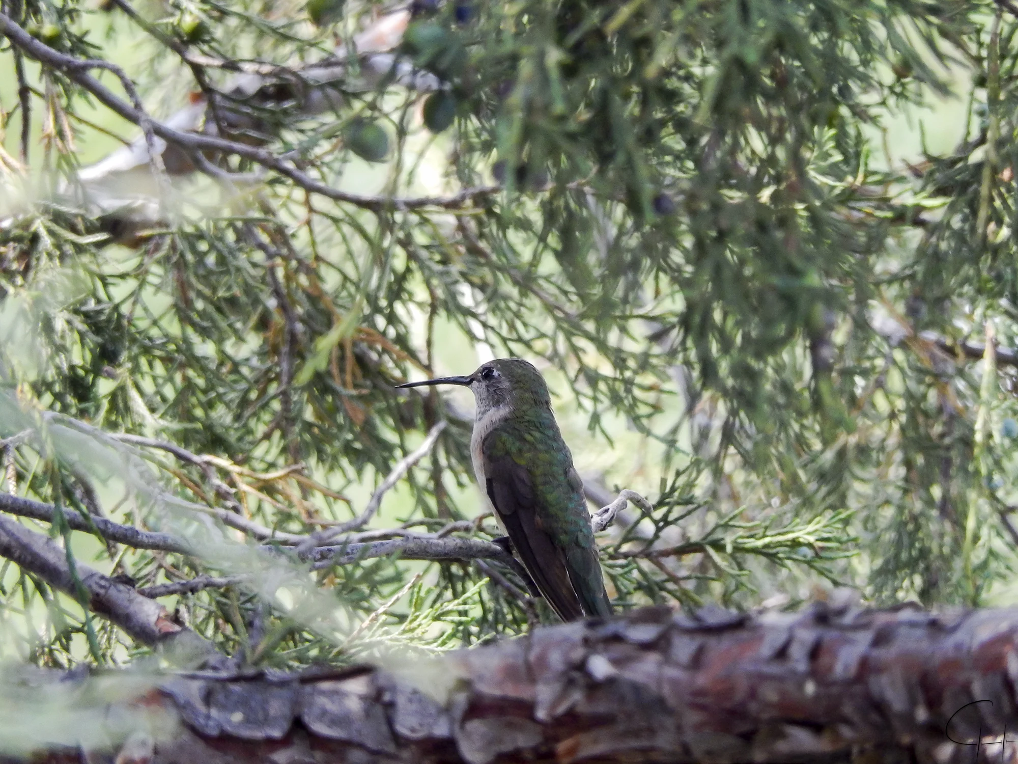Humming in tree