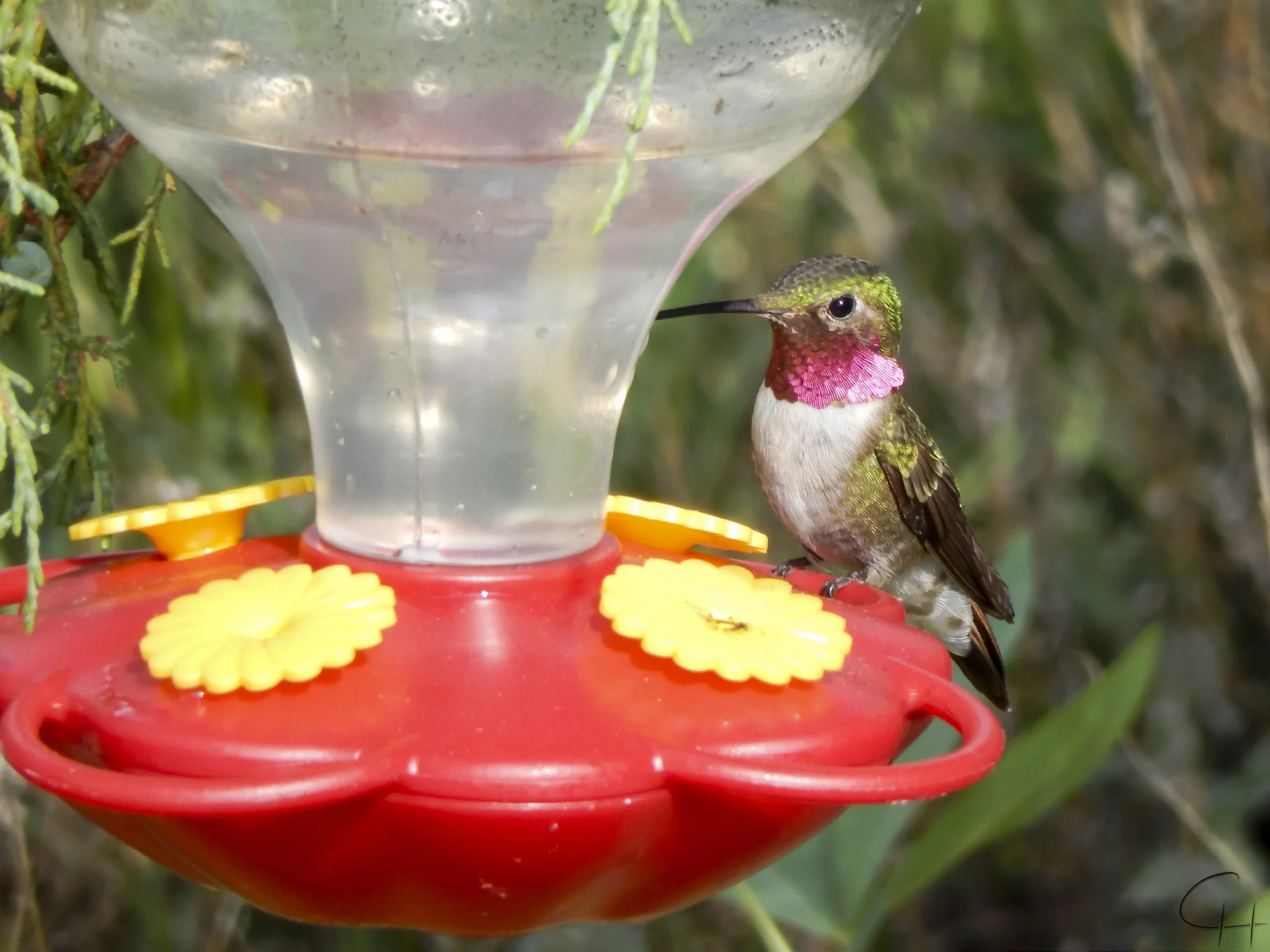 Male hummingbird on feeder