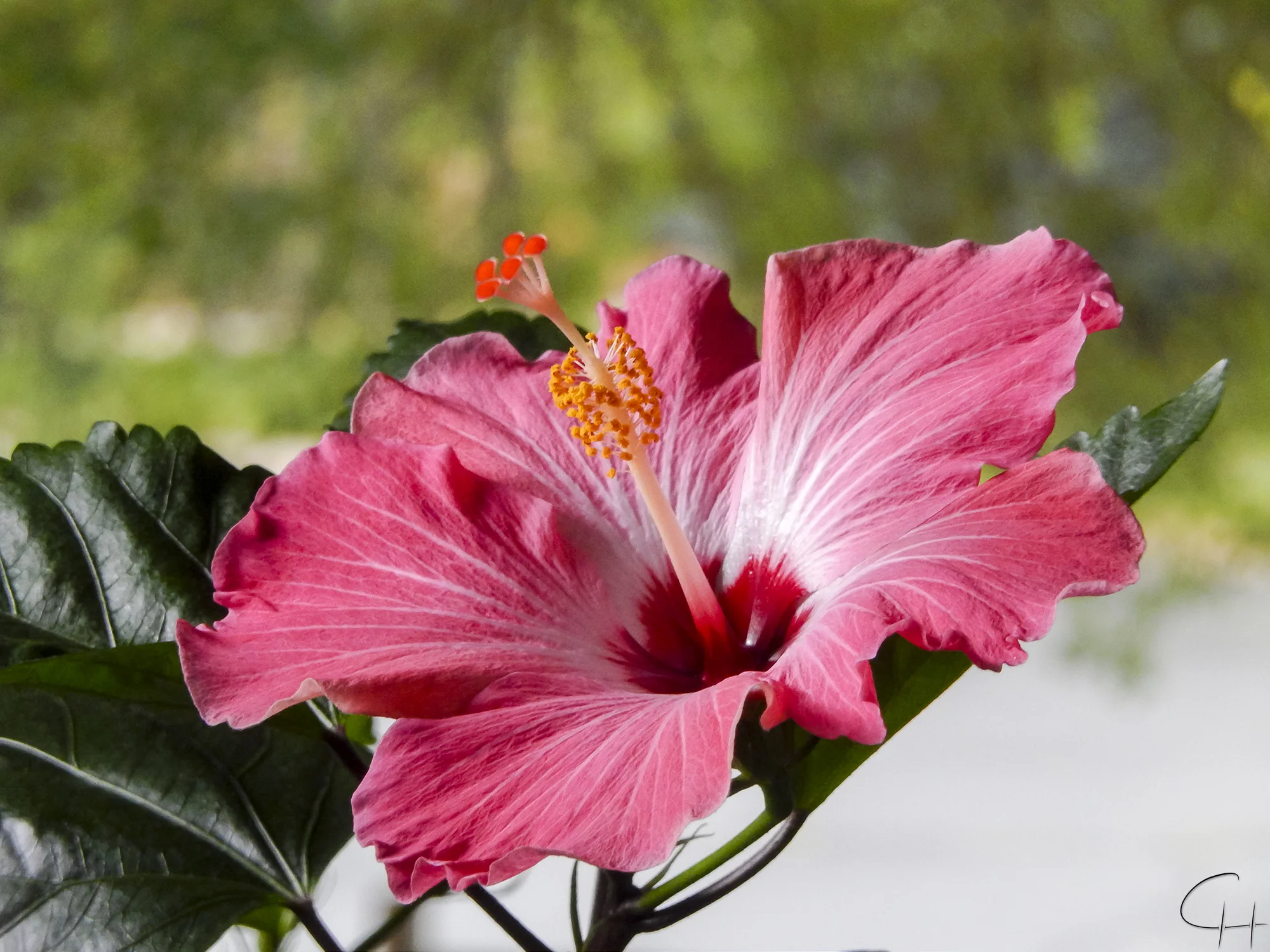 Red Hibiscus