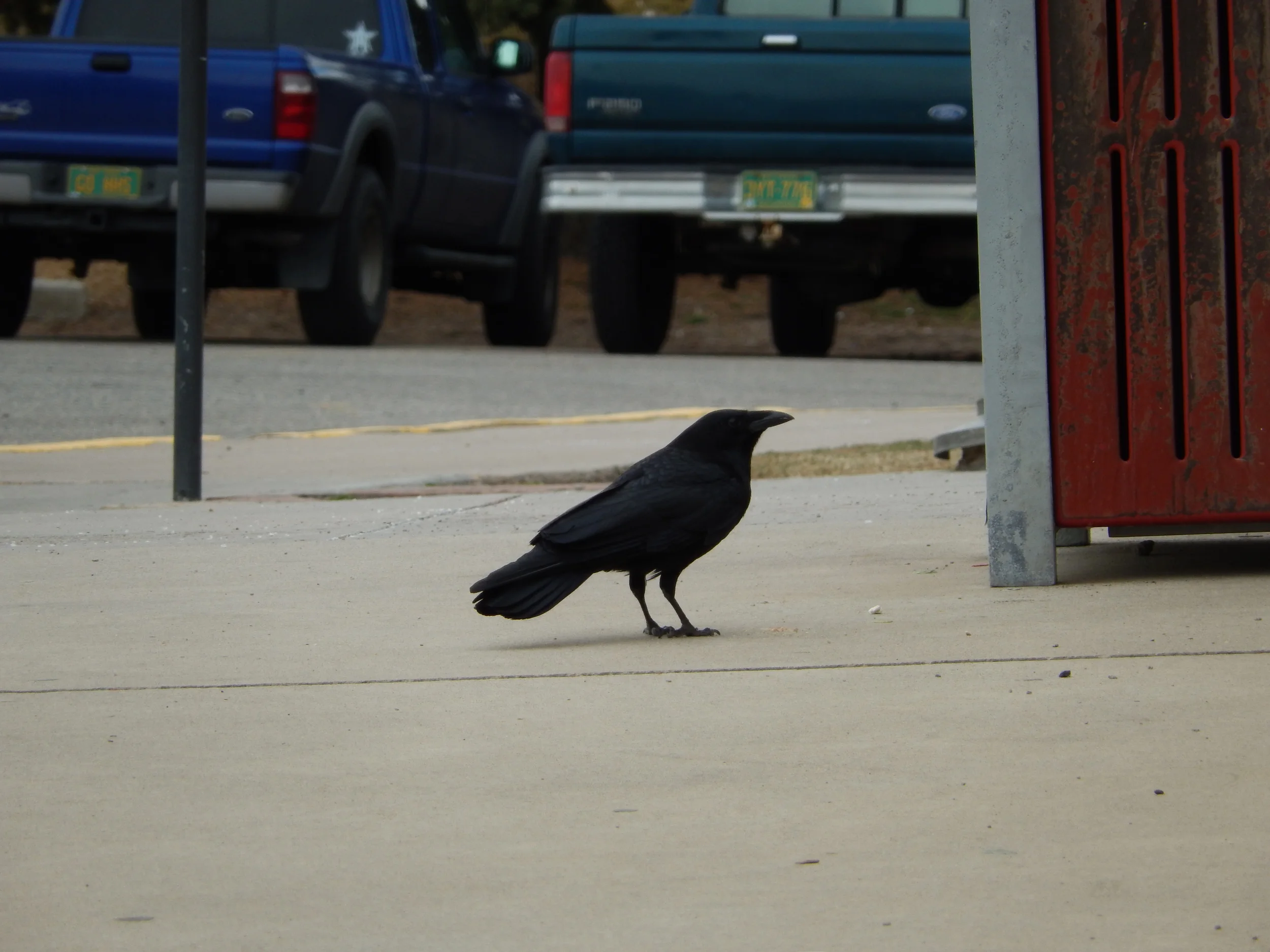 Crow