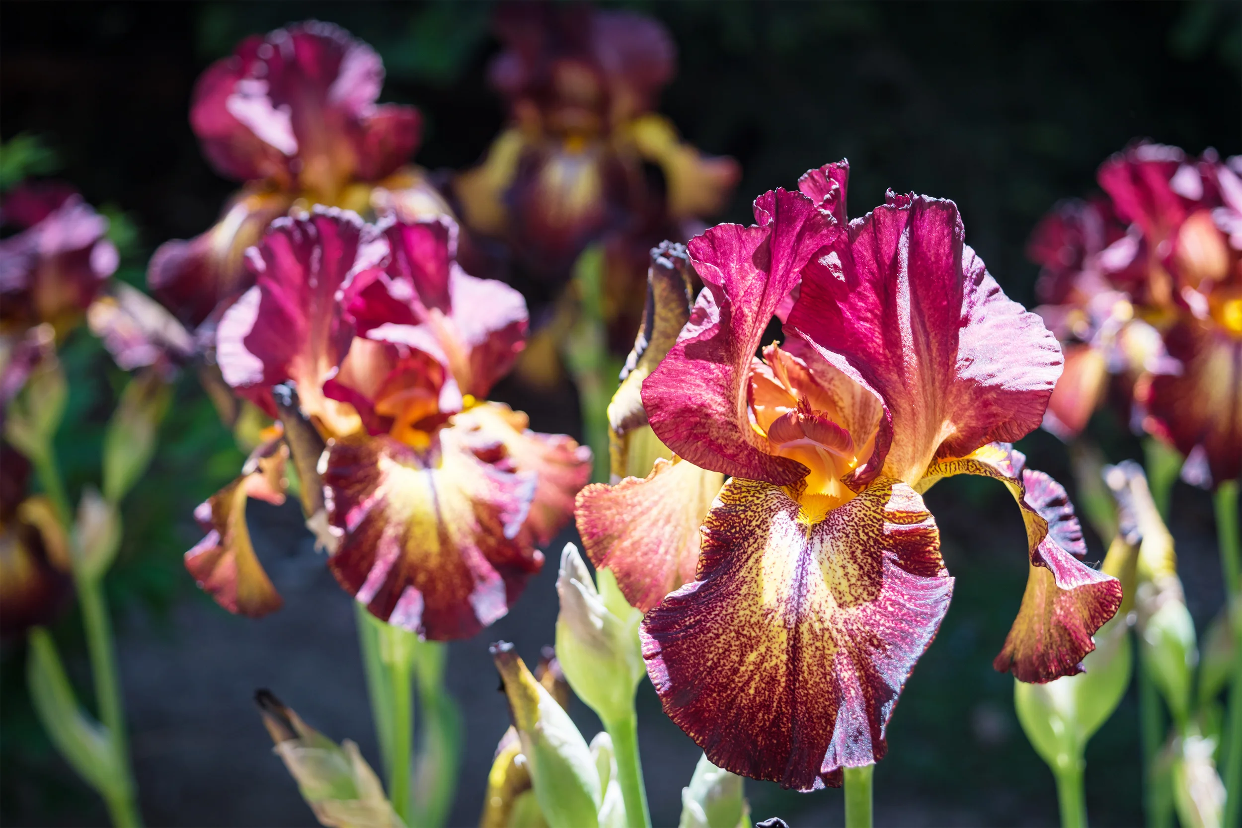 Fiery Magenta