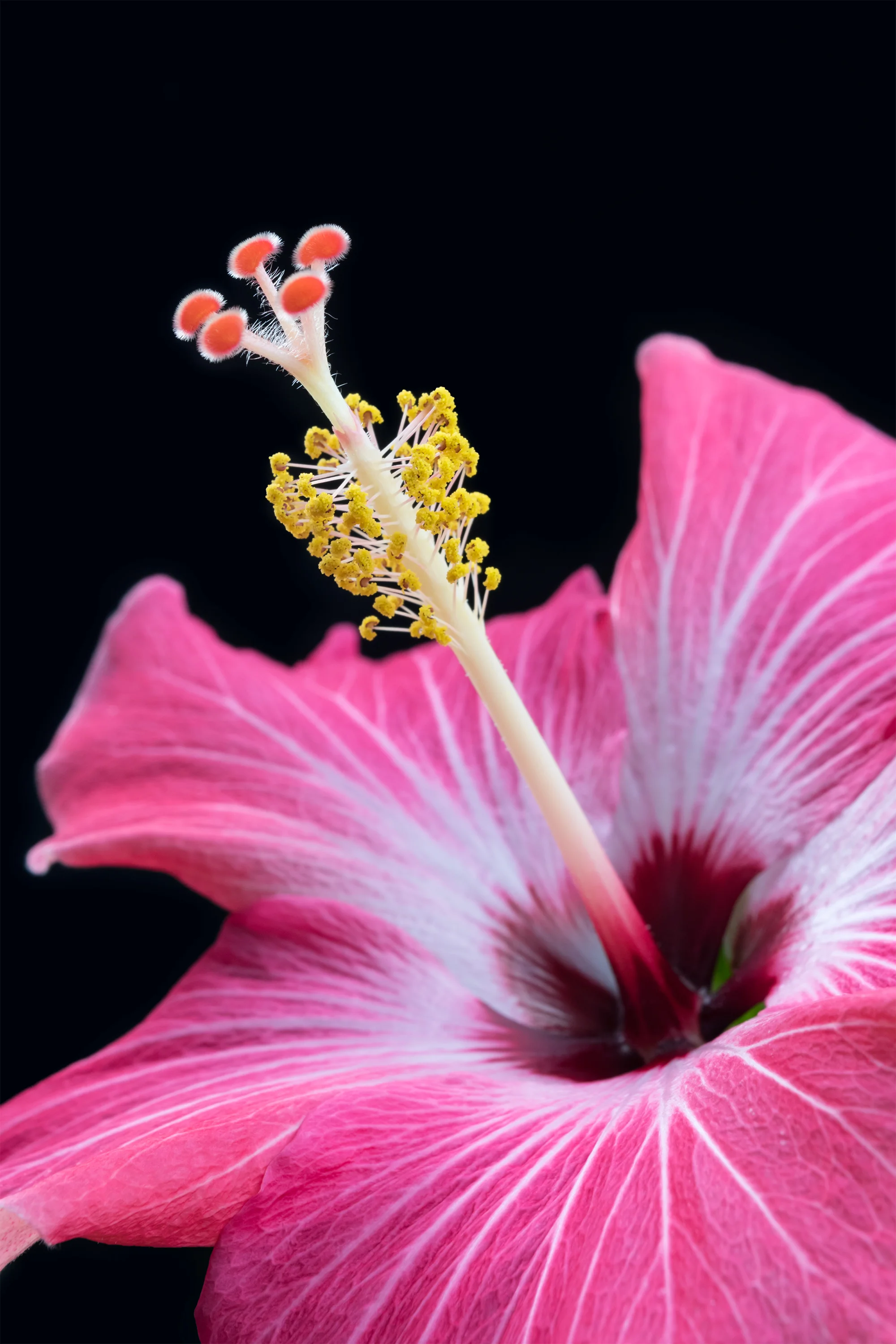 Close Hibiscus