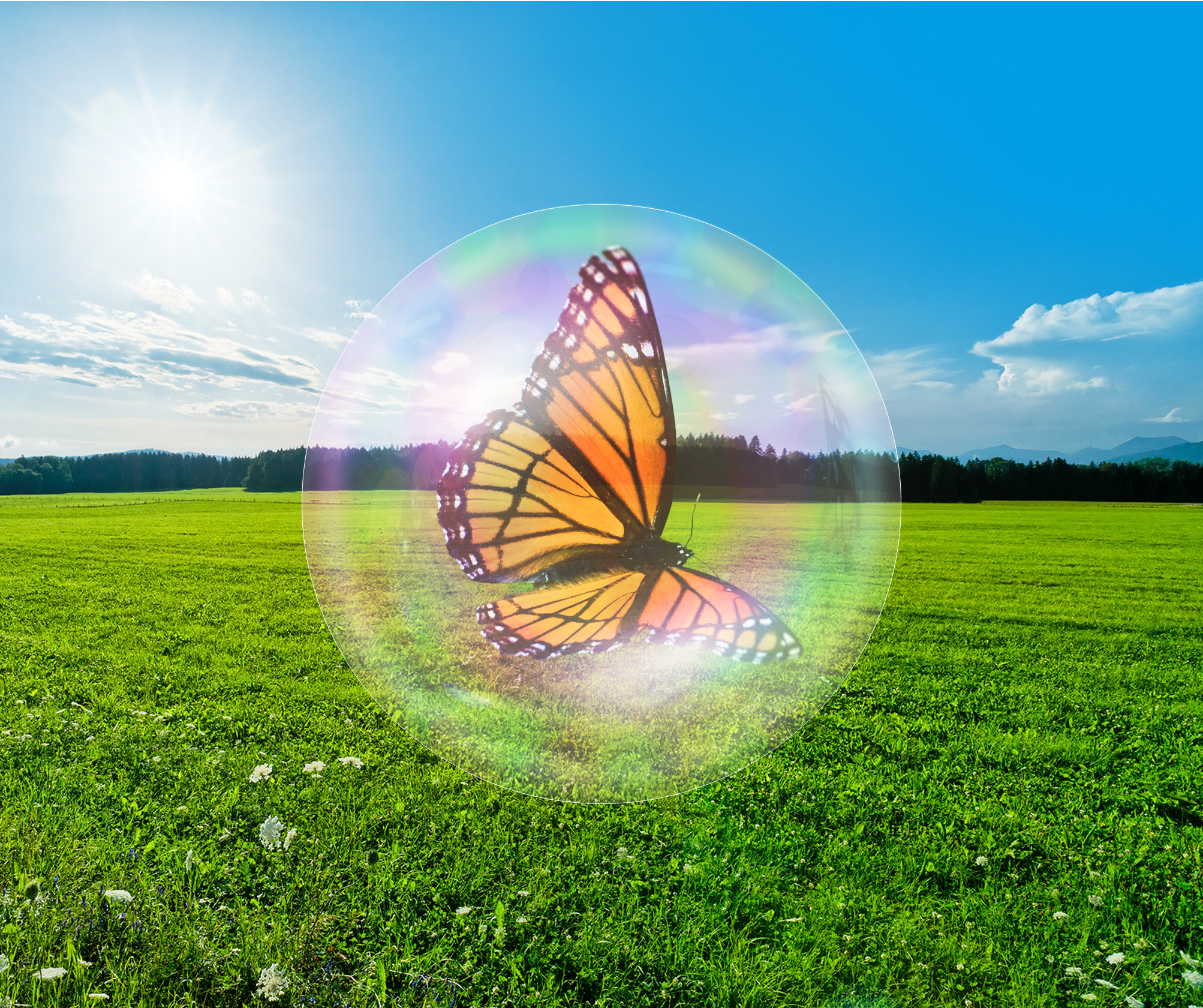 Butterfly image inserted into bubble.