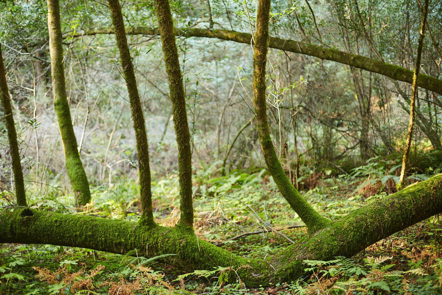 sophia-liu-photography-muir-woods-IMG_7926x1500.jpg