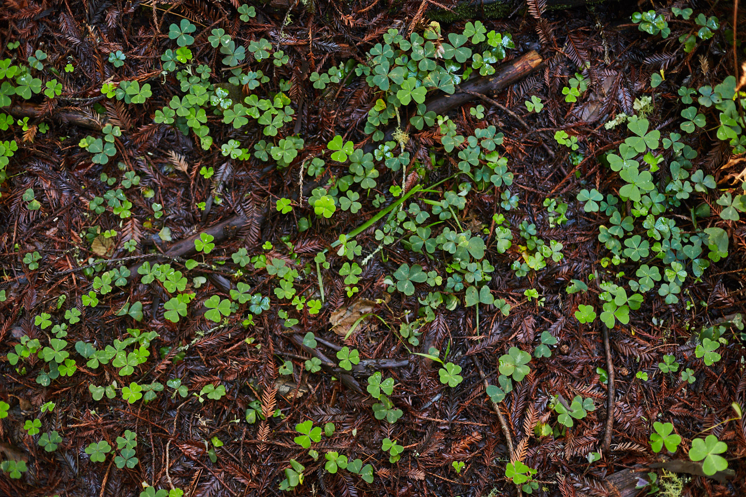 sophia-liu-photography-muir-woods-IMG_7929x1500.jpg