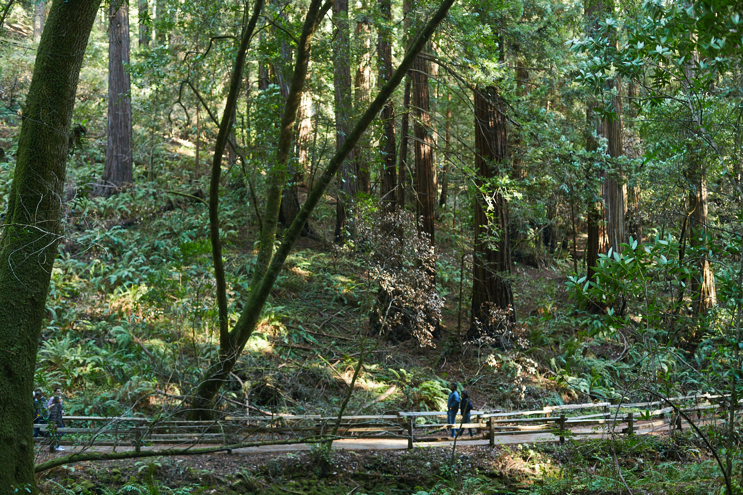 sophia-liu-photography-muir-woods-IMG_8173x1500.jpg