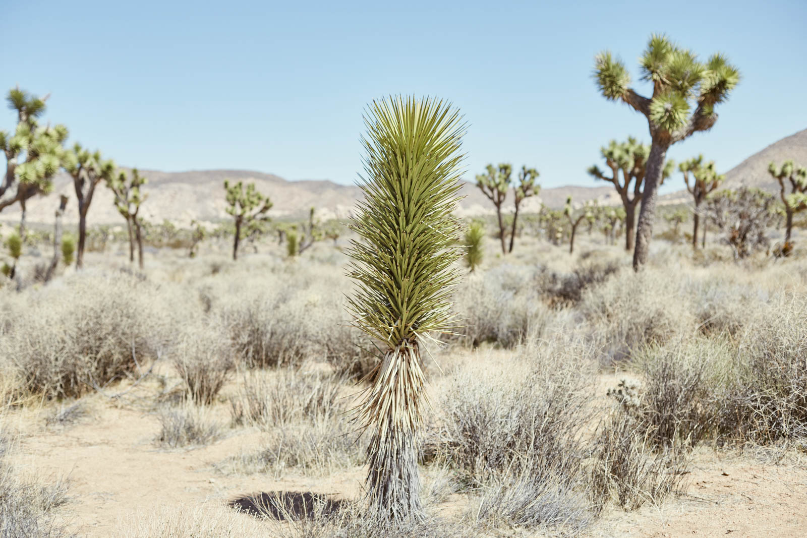 joshua-tree-studio-sophy-3178.jpg