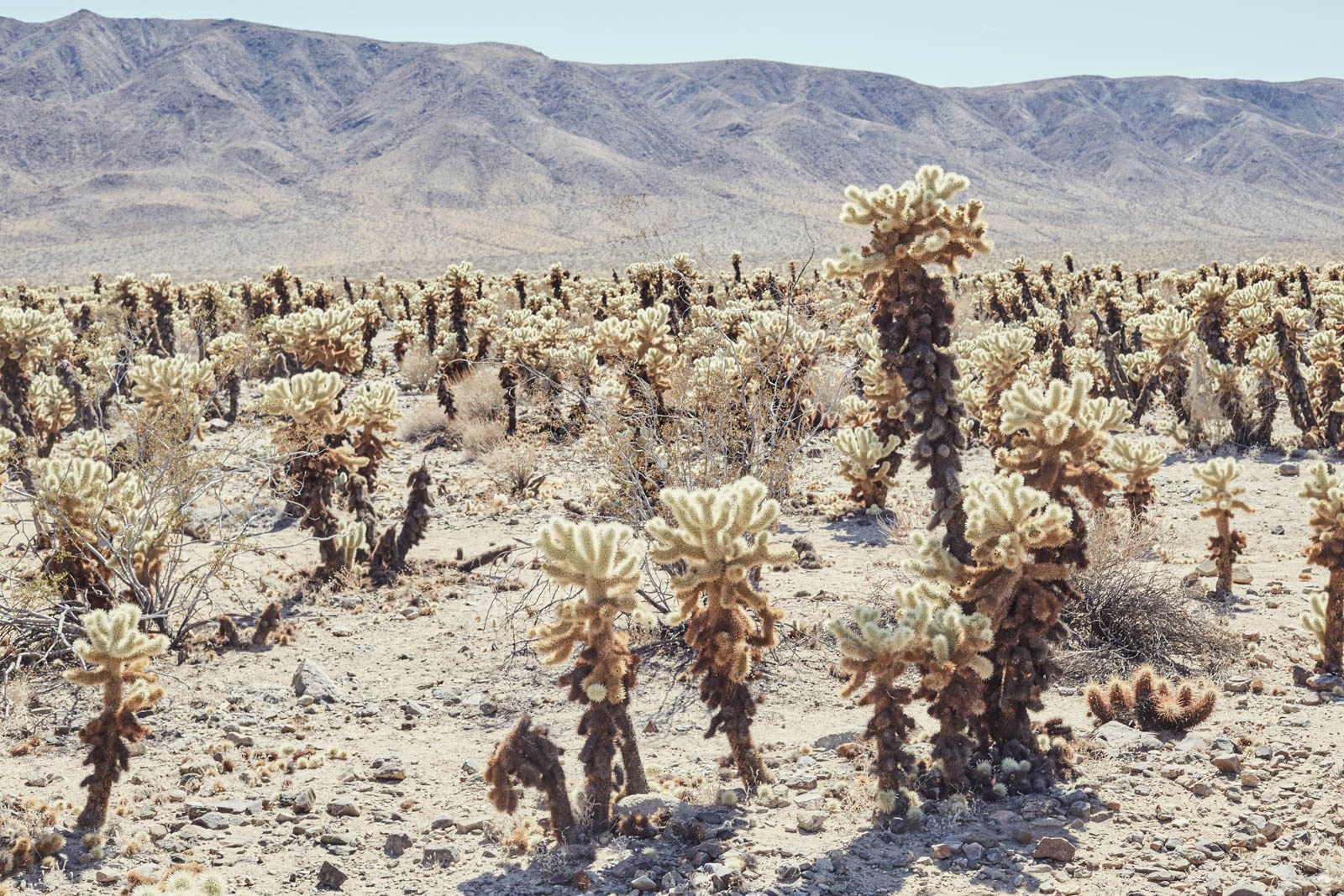 joshua-tree-studio-sophy-3603.jpg