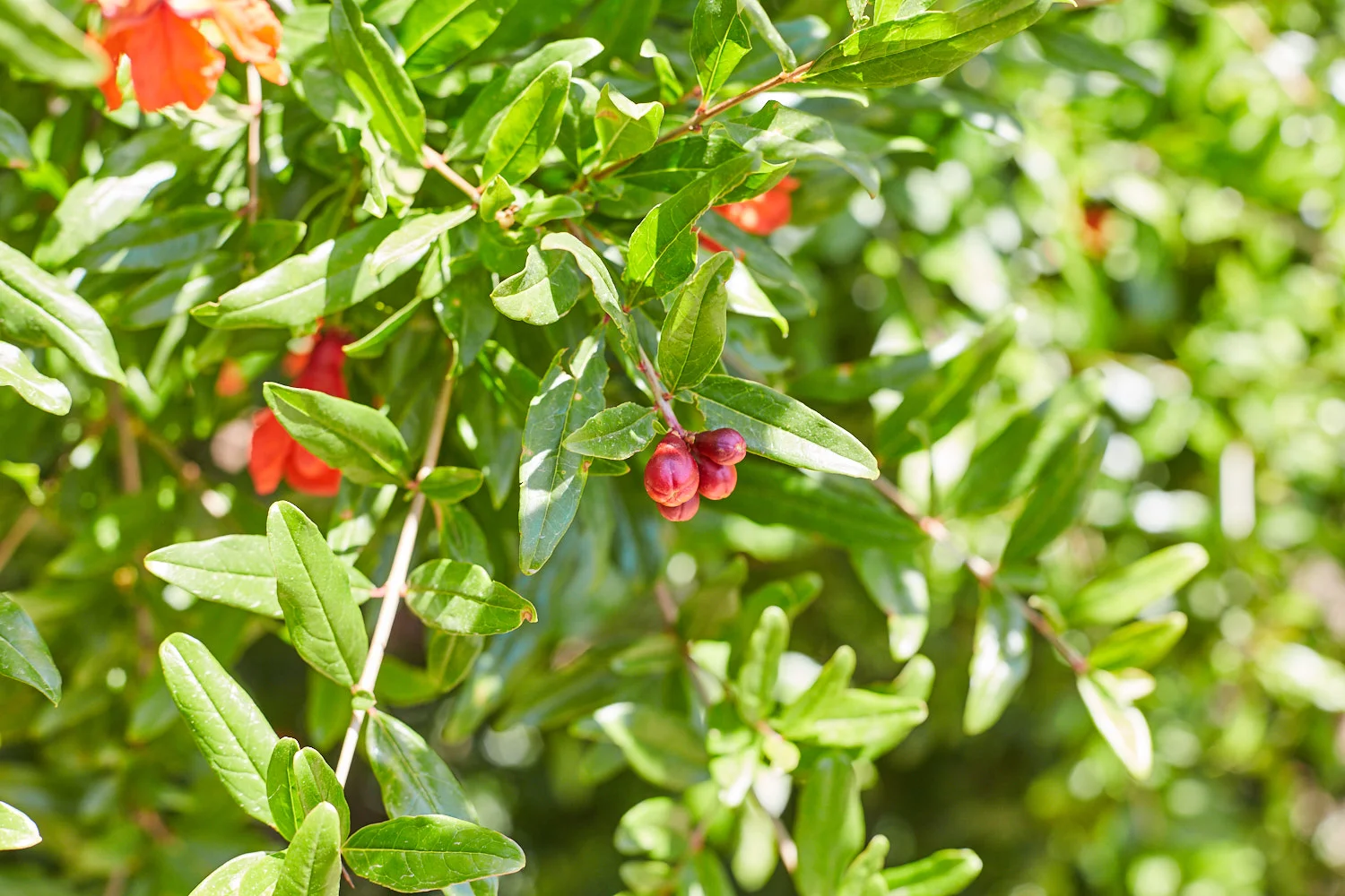 Pomegranates