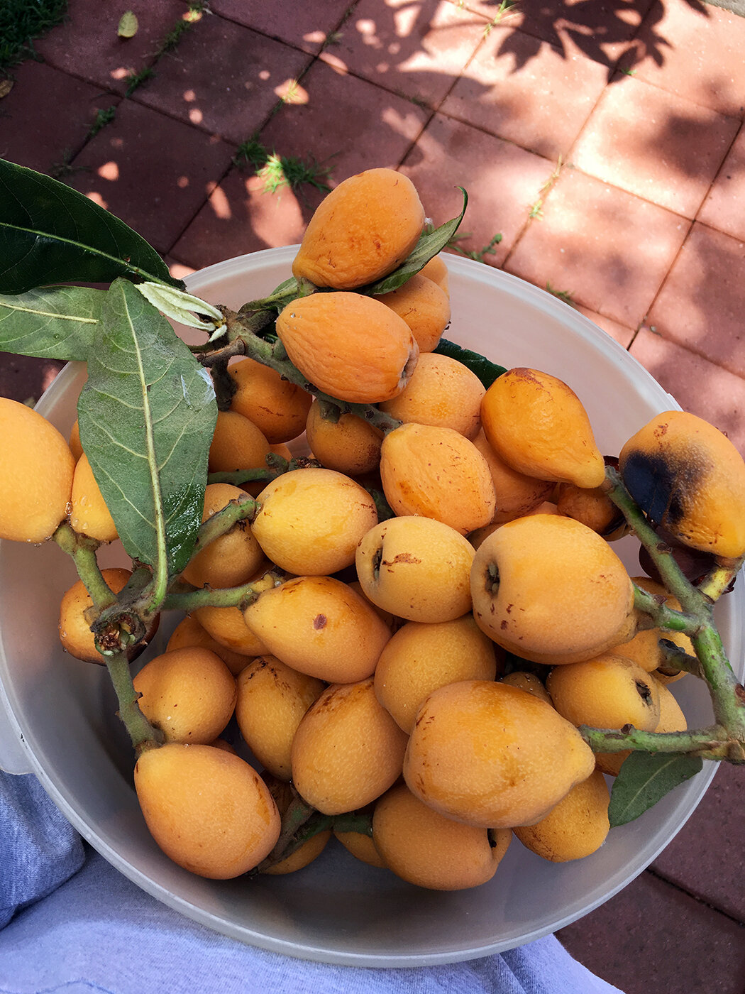 loquats.JPG