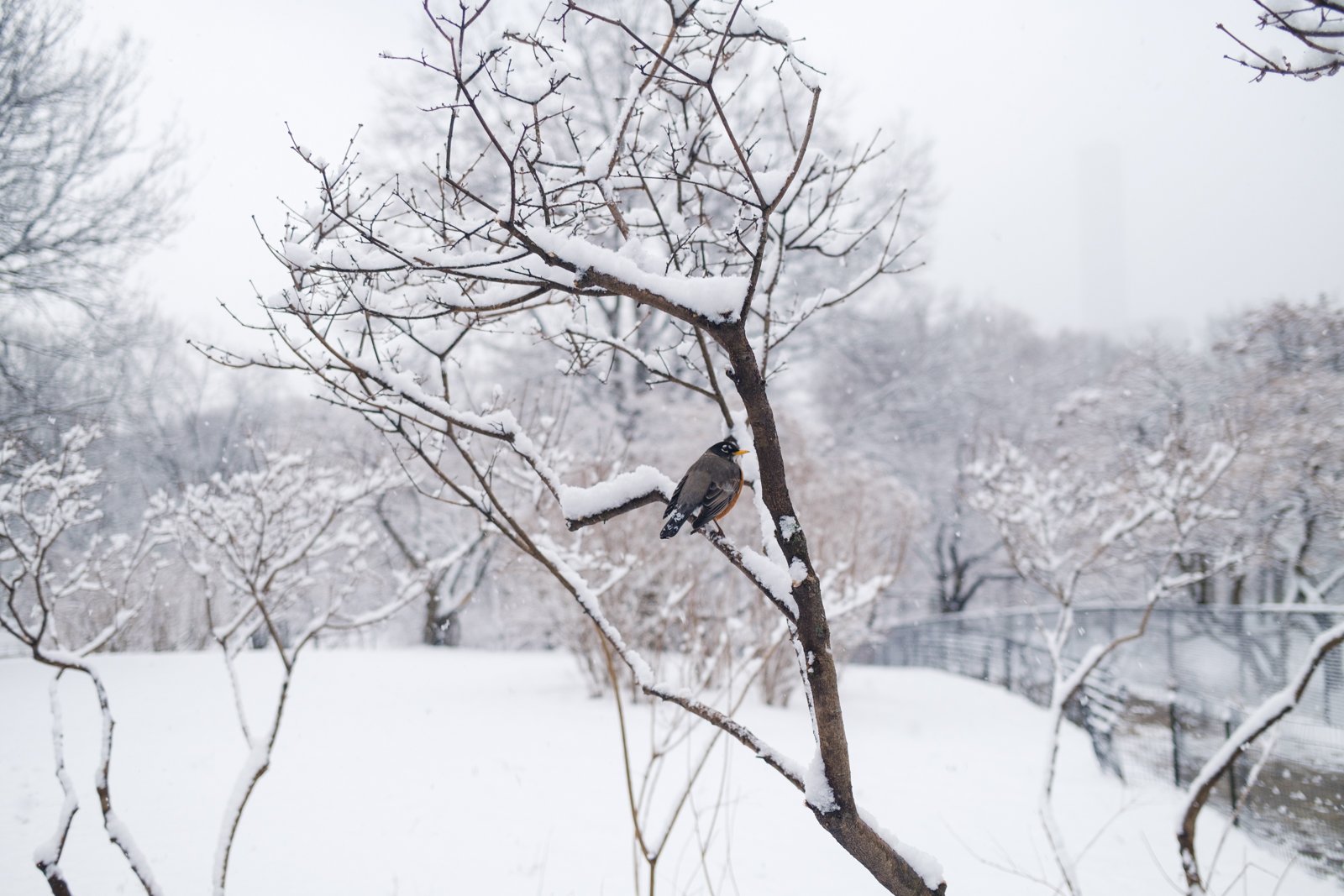 new-york-snow-central-park-sophia-liu-photography-1451.jpg