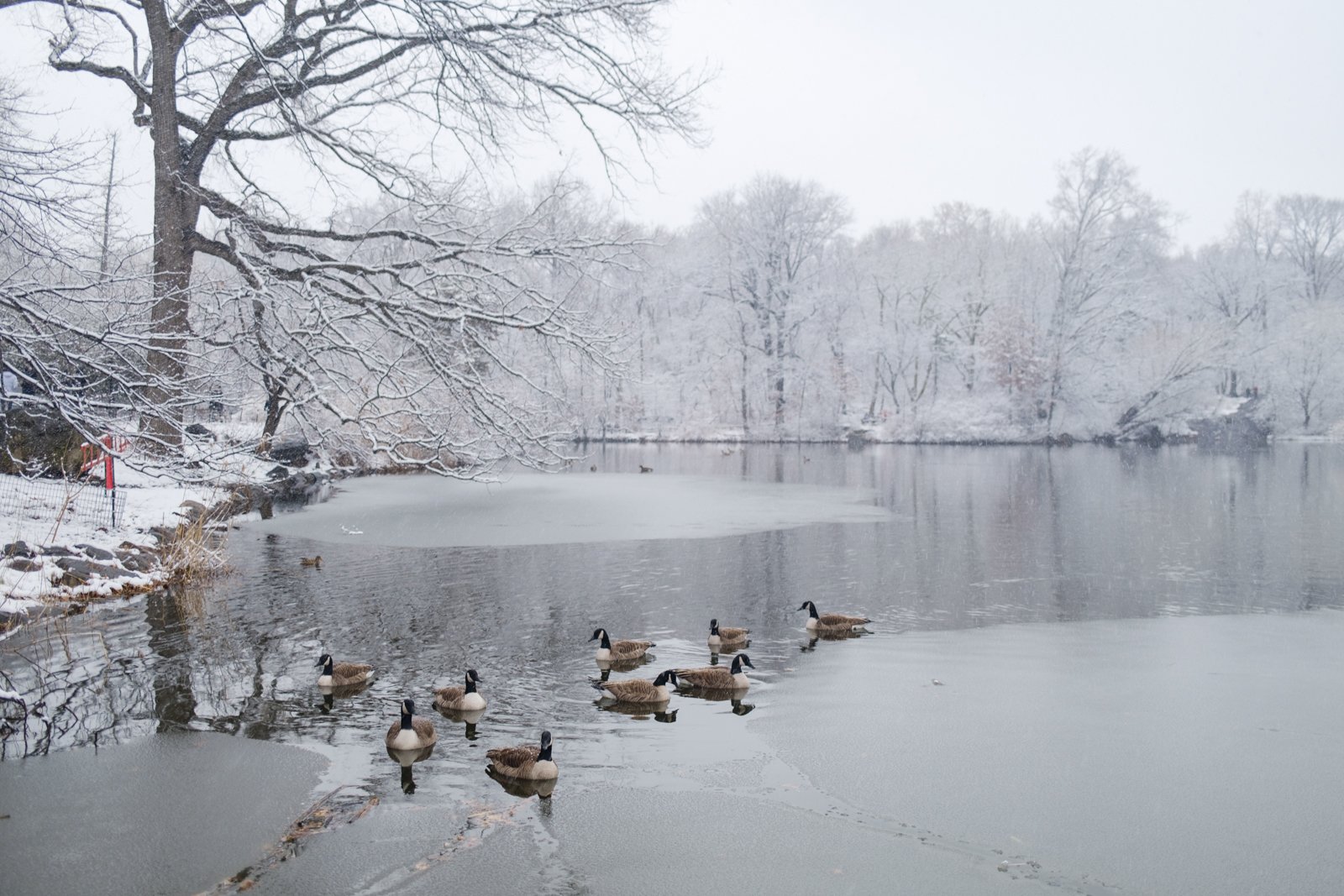 new-york-snow-central-park-sophia-liu-photography-1499.jpg