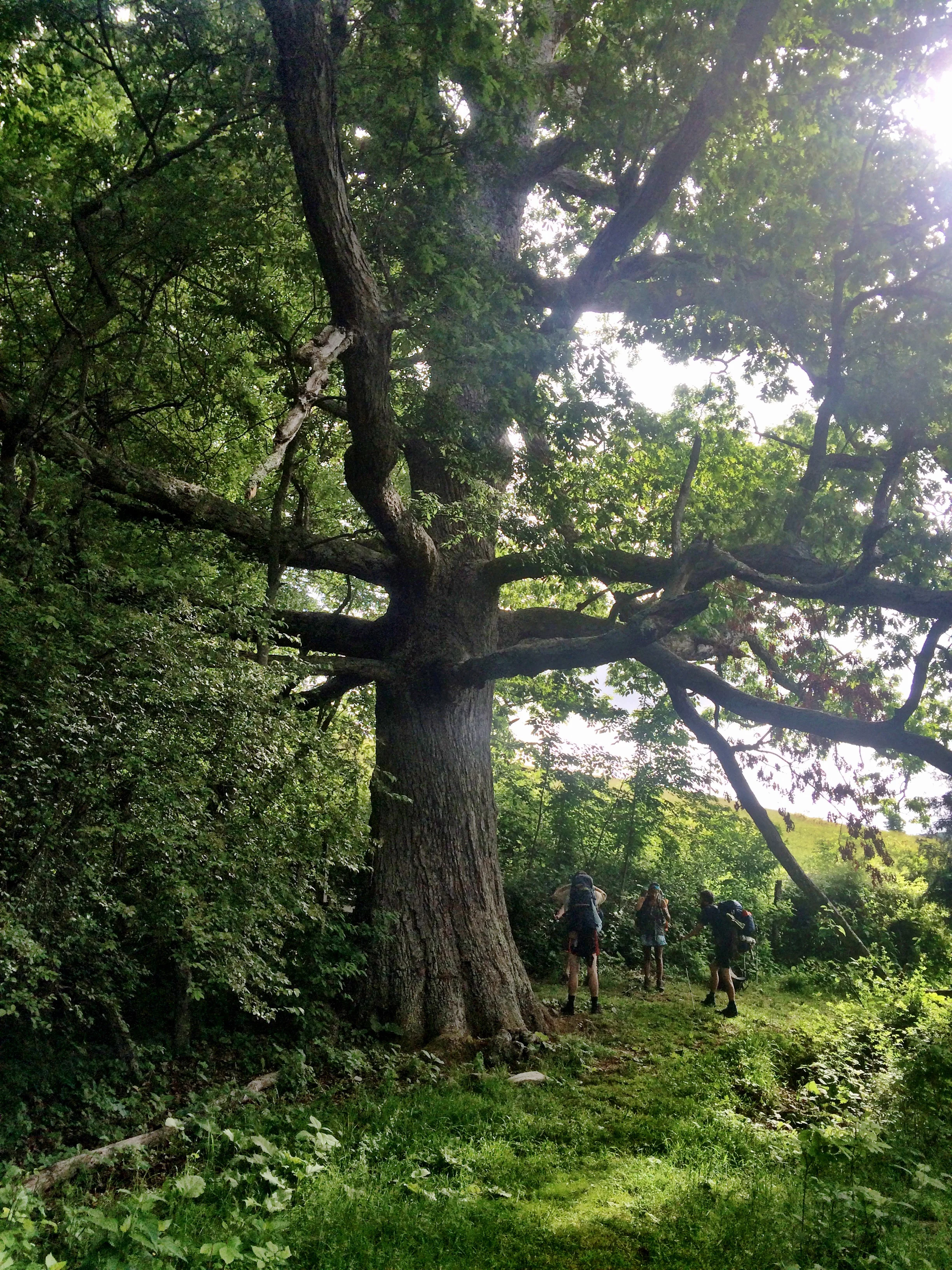 Biggest tree on the AT