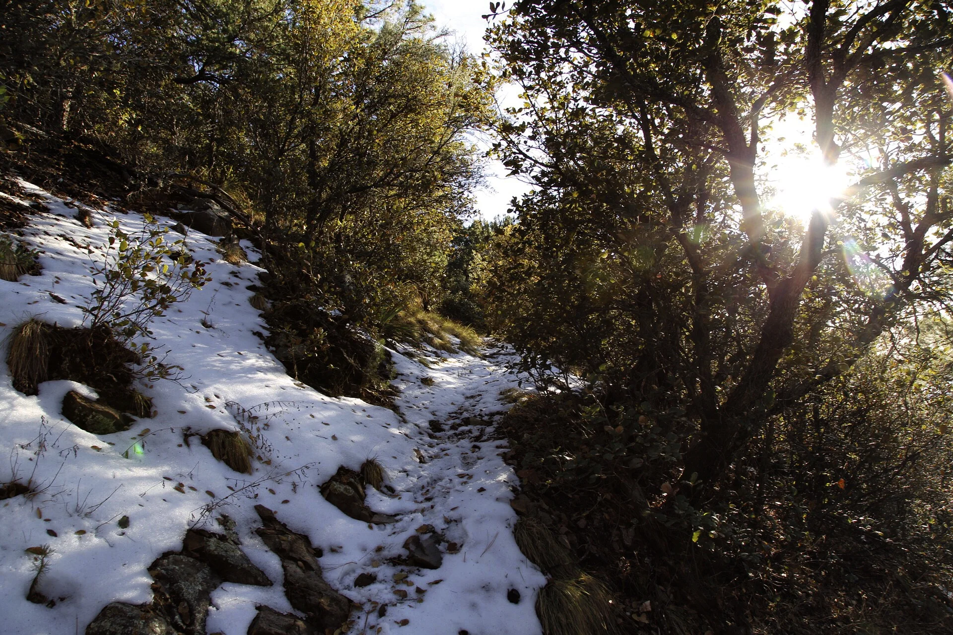 Arizona Snow