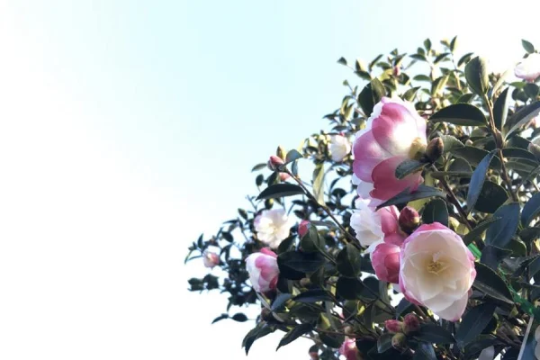 Camellia-600x400.jpg