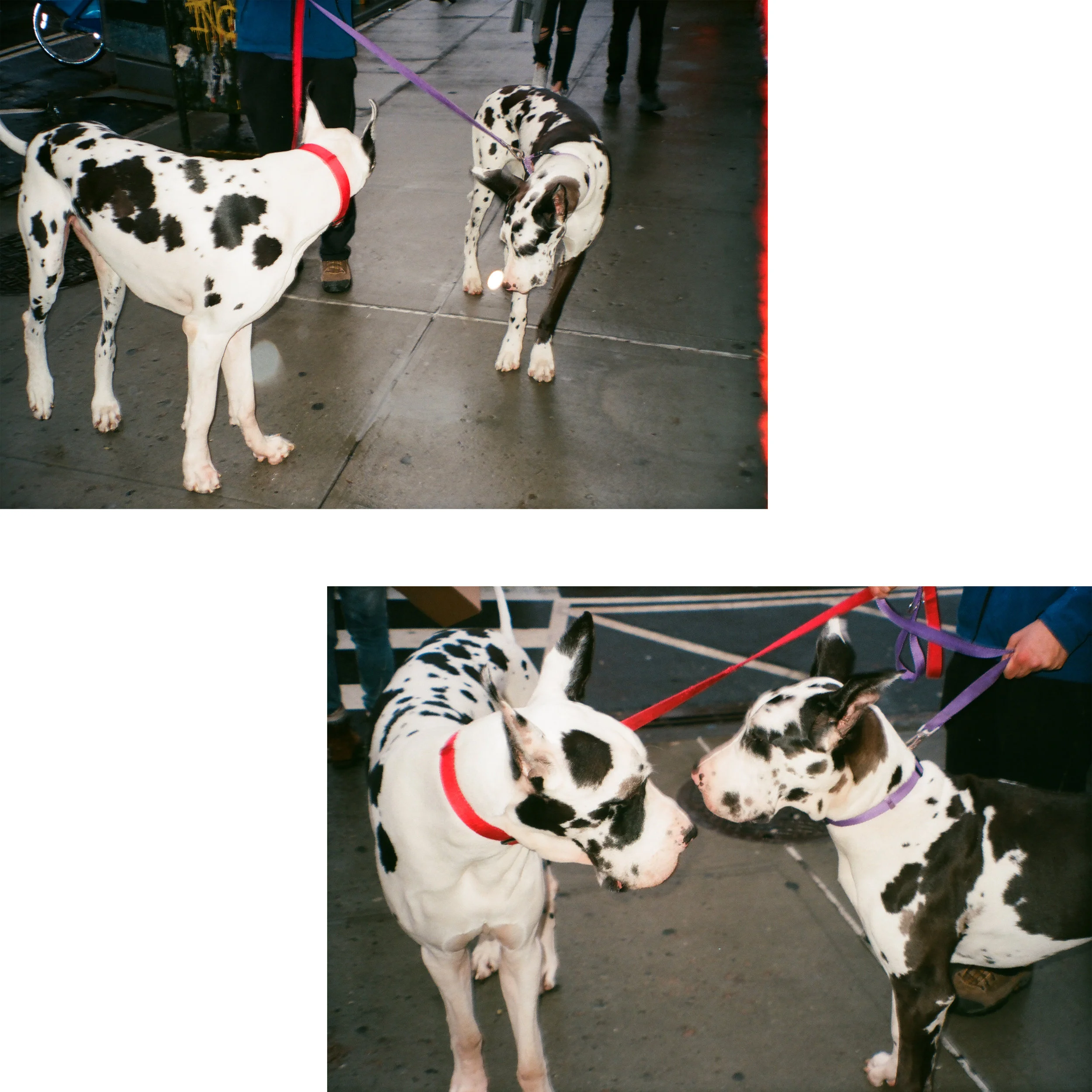 doggos.jpg