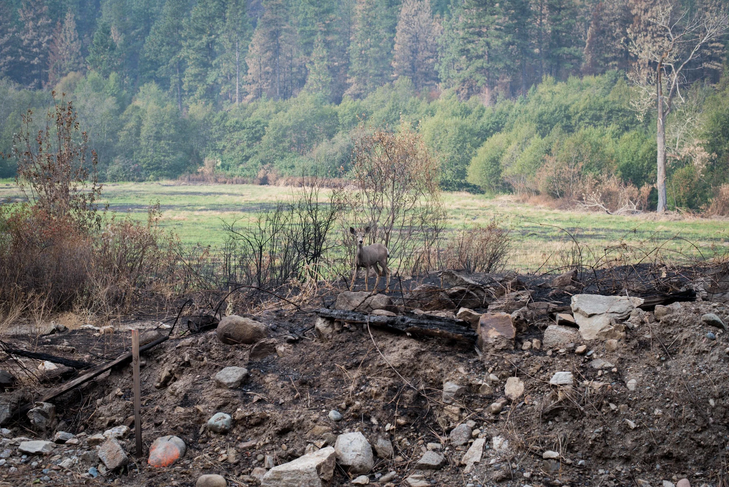 Wildlife is already returning like this soot covered deer that blends in with some of the charred surroundings.