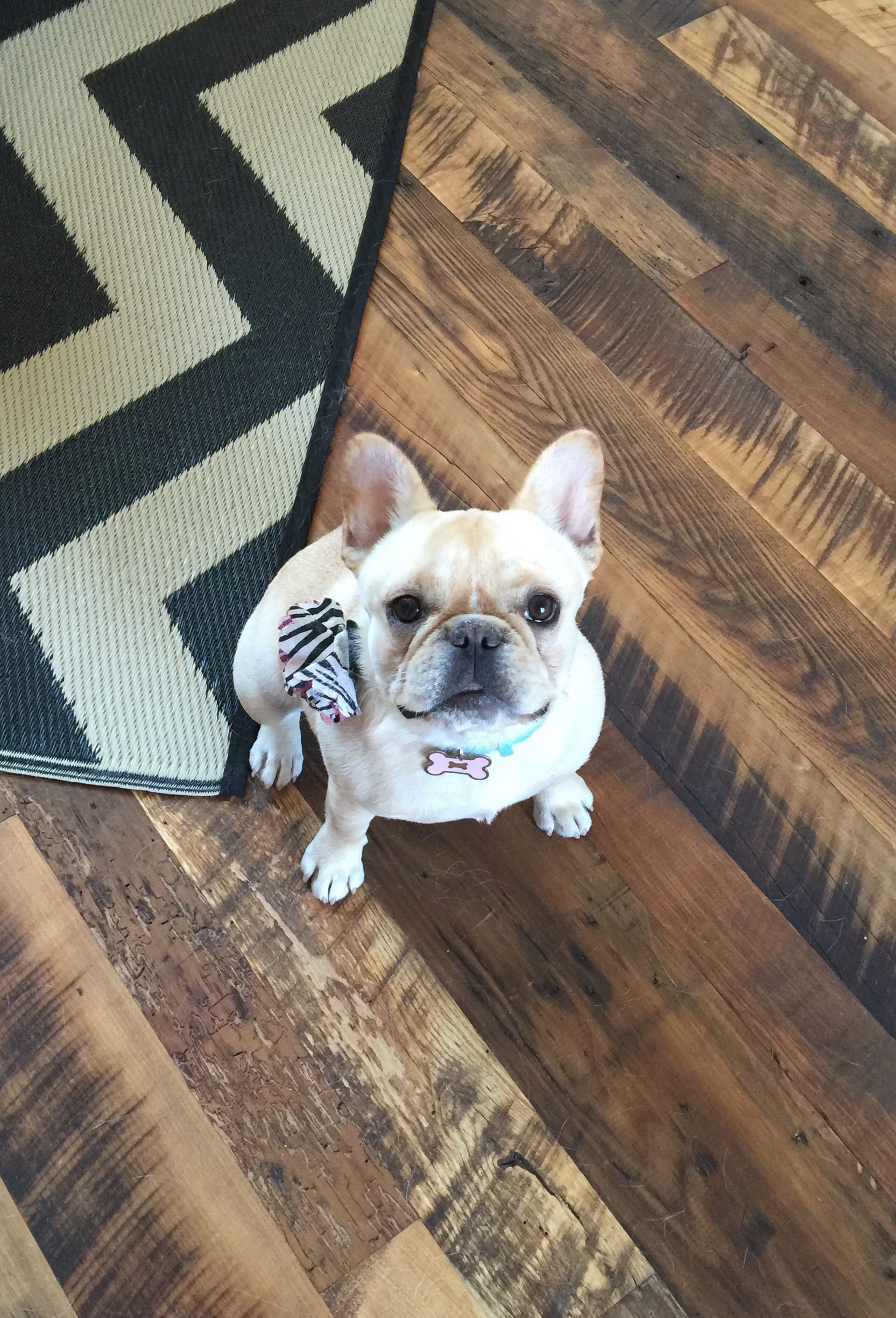 Elsa my Frenchie! 