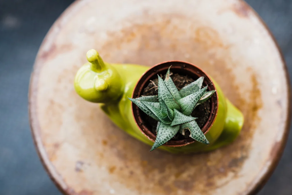 Photo By: Shebli Nikkole Succulant & Vase 