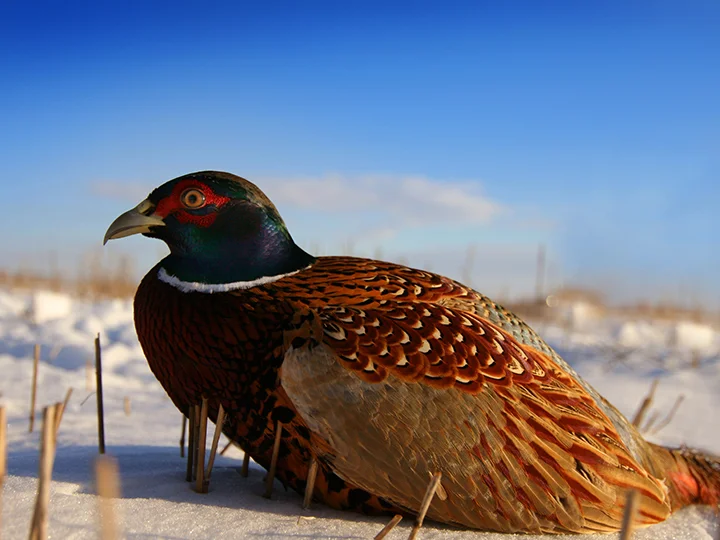 Pheasant1.jpg