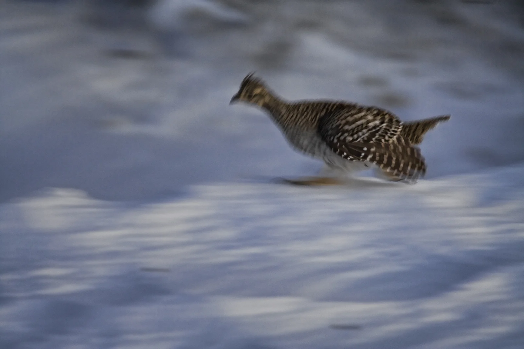 RunningGrouse.jpg