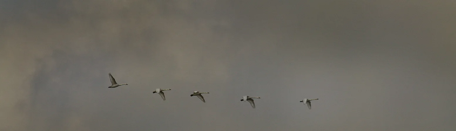 Swans.jpg