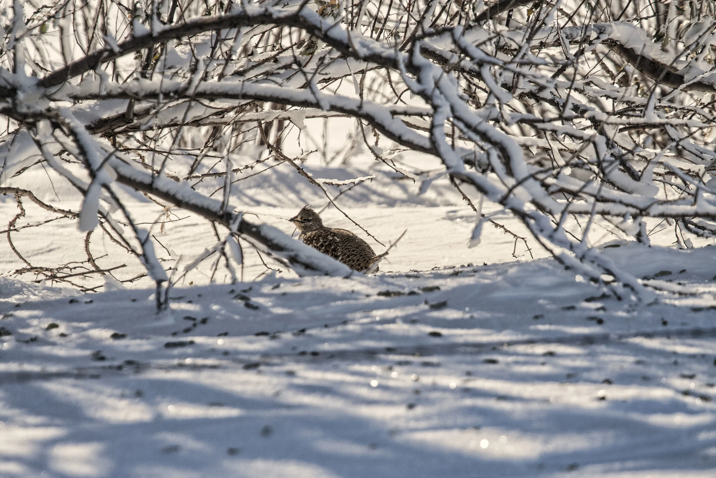 SneakyGrouse.jpg
