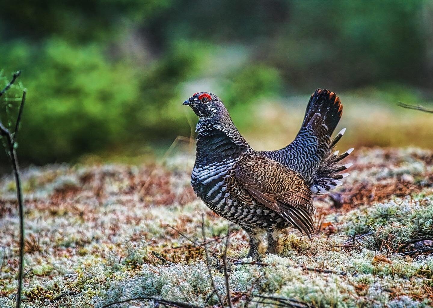 I shot I took years ago of a spruce grouse while moose hunting. Don&rsquo;t ask about the moose shot. 😂

#wildlifephotography #wildlife #grousehunting #grouse #outdoors #birds #coolbirds