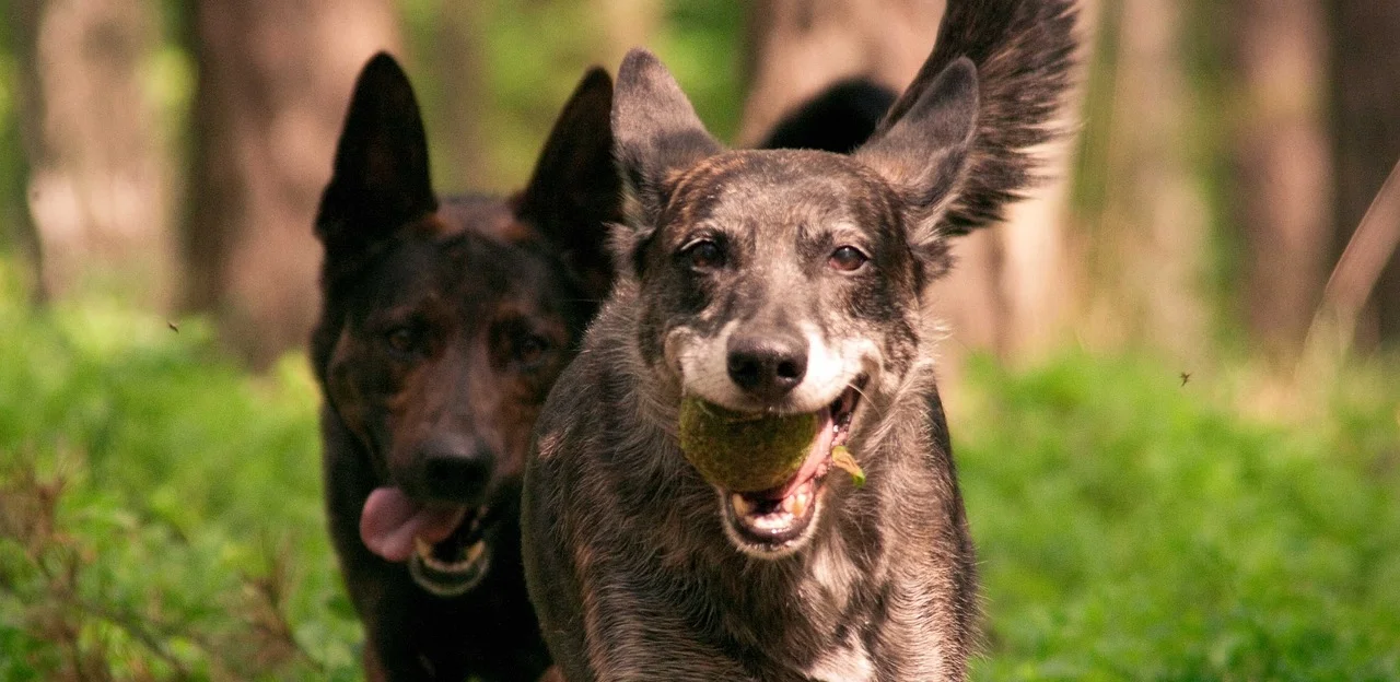 dog-678073_1280.jpg