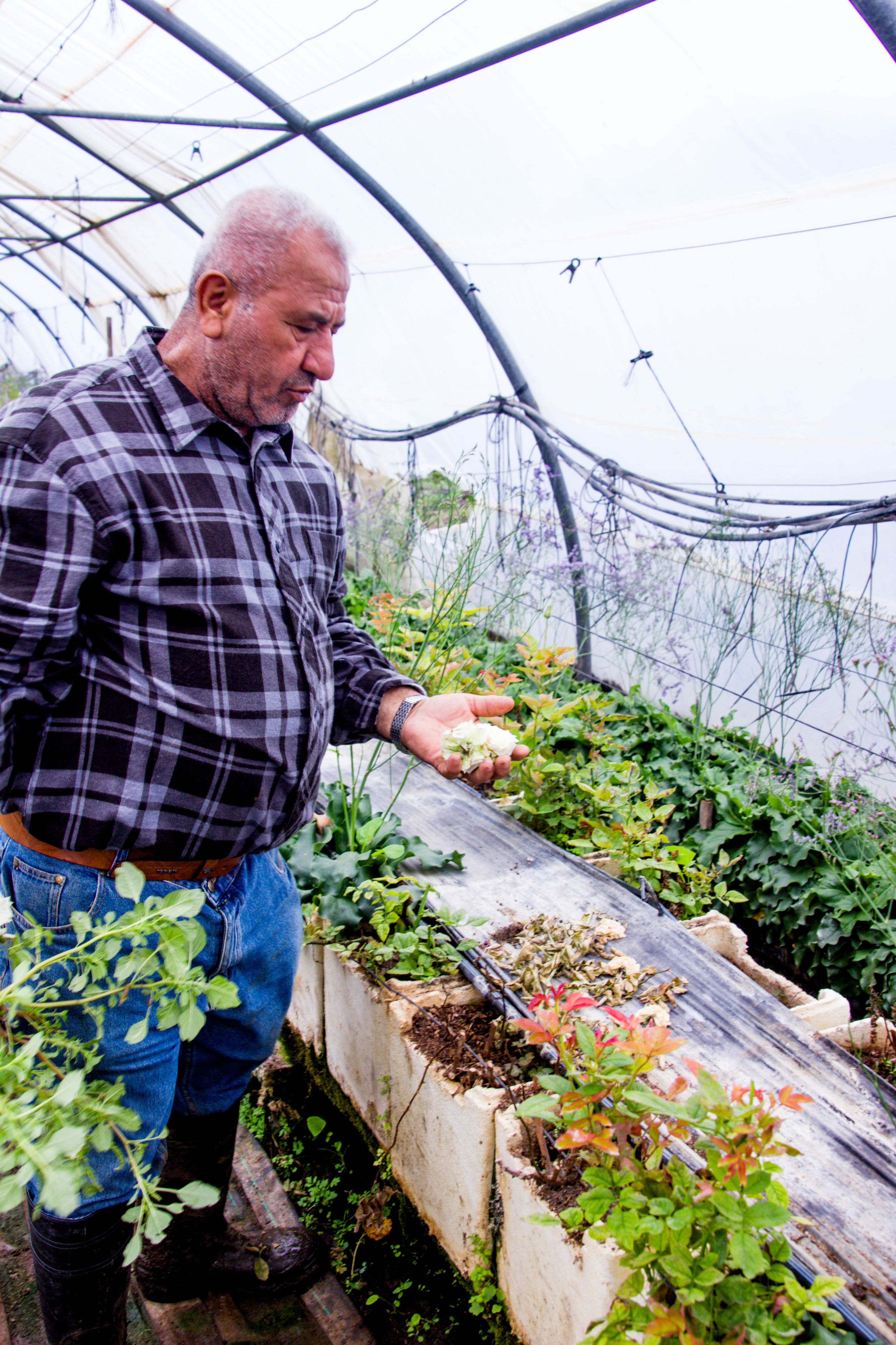 20150322FlowerFarmMahmoud14.jpg