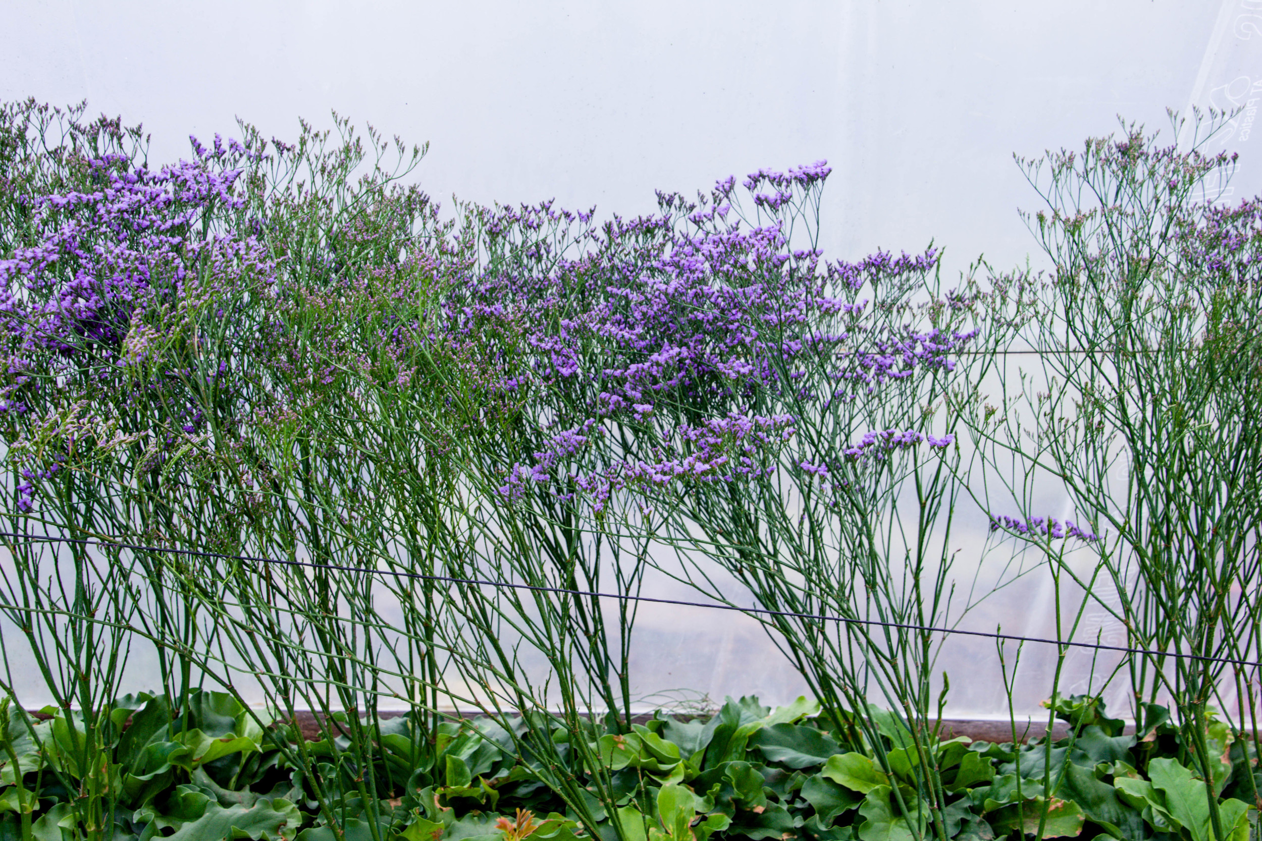 20150322FlowerFarmMahmoud18.jpg