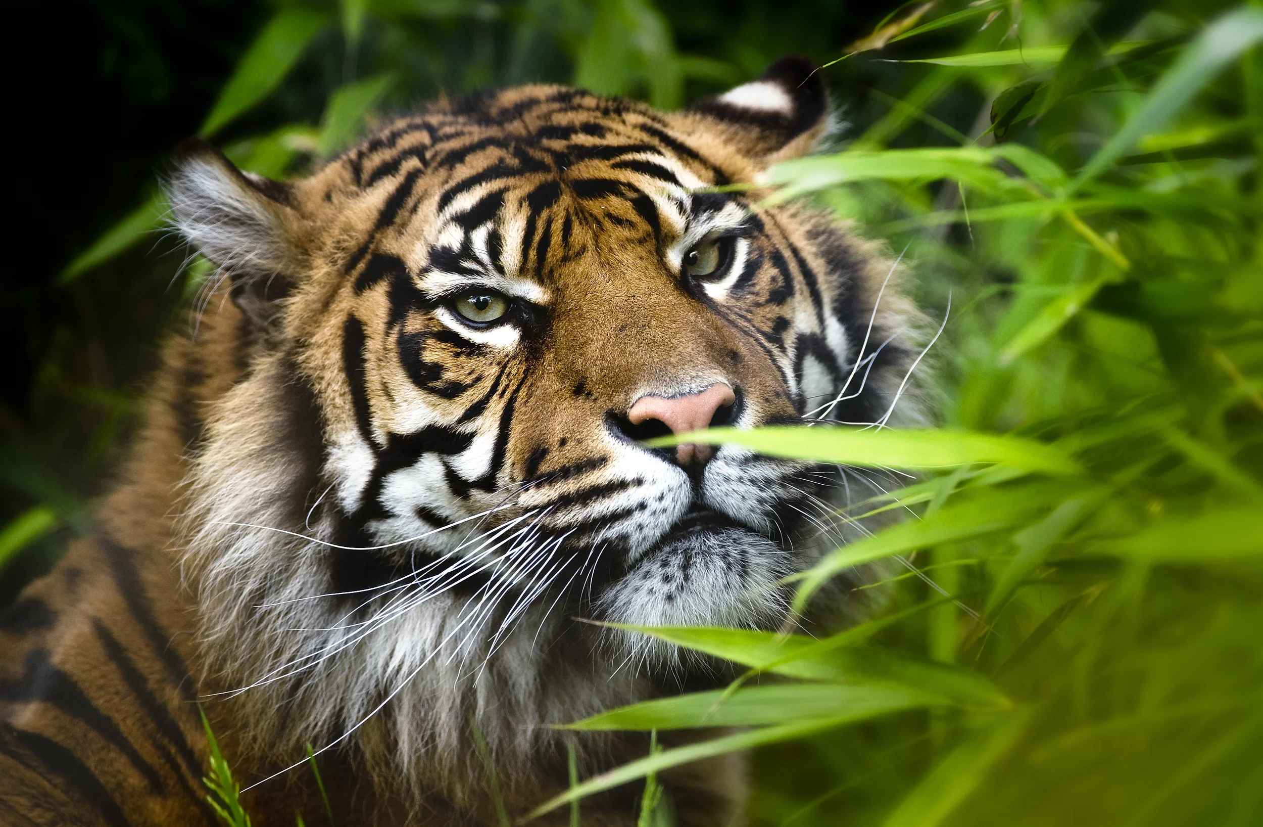 ChesterZoo_2013-3.jpg
