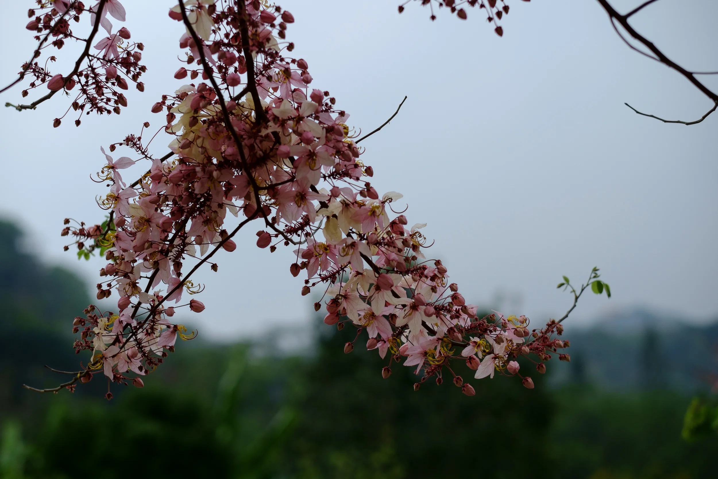 花旗木縮時攝影