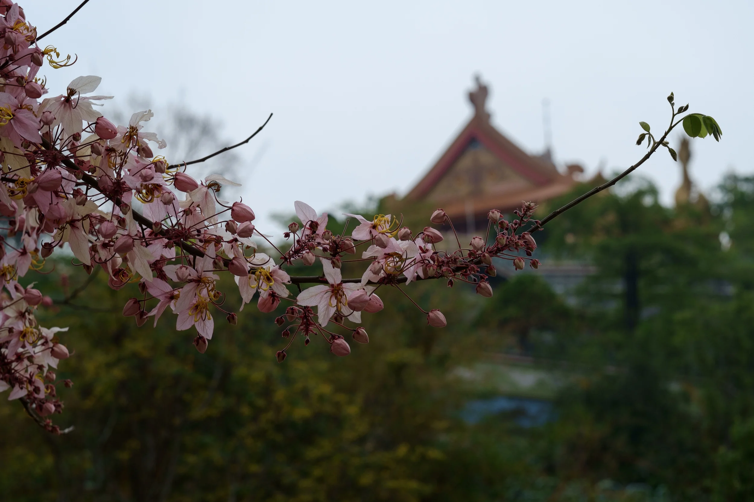 DSCF1160-2.jpg