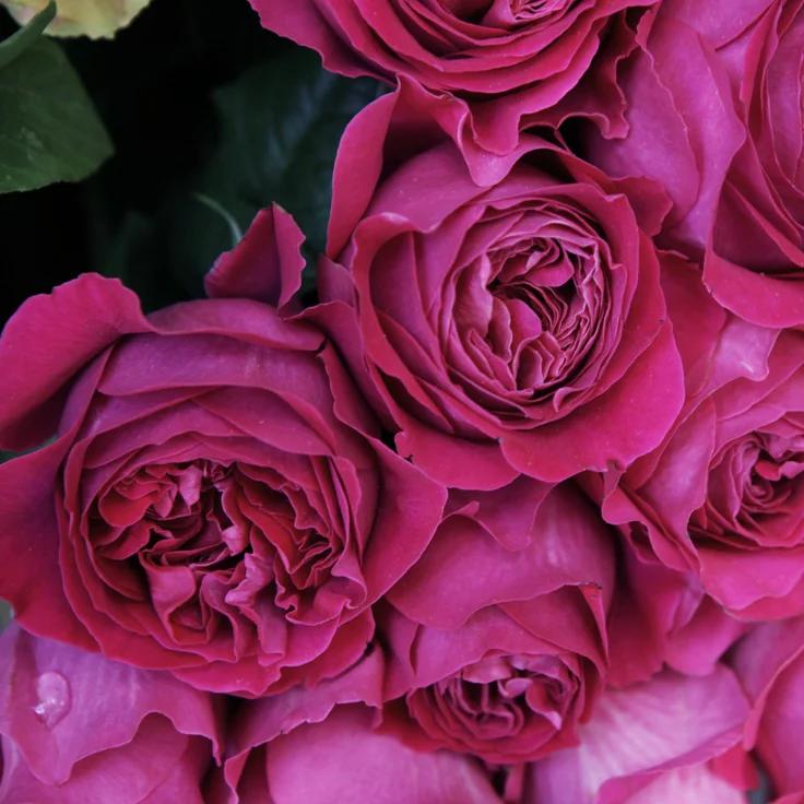 Roses from the Chelsea Flower Show