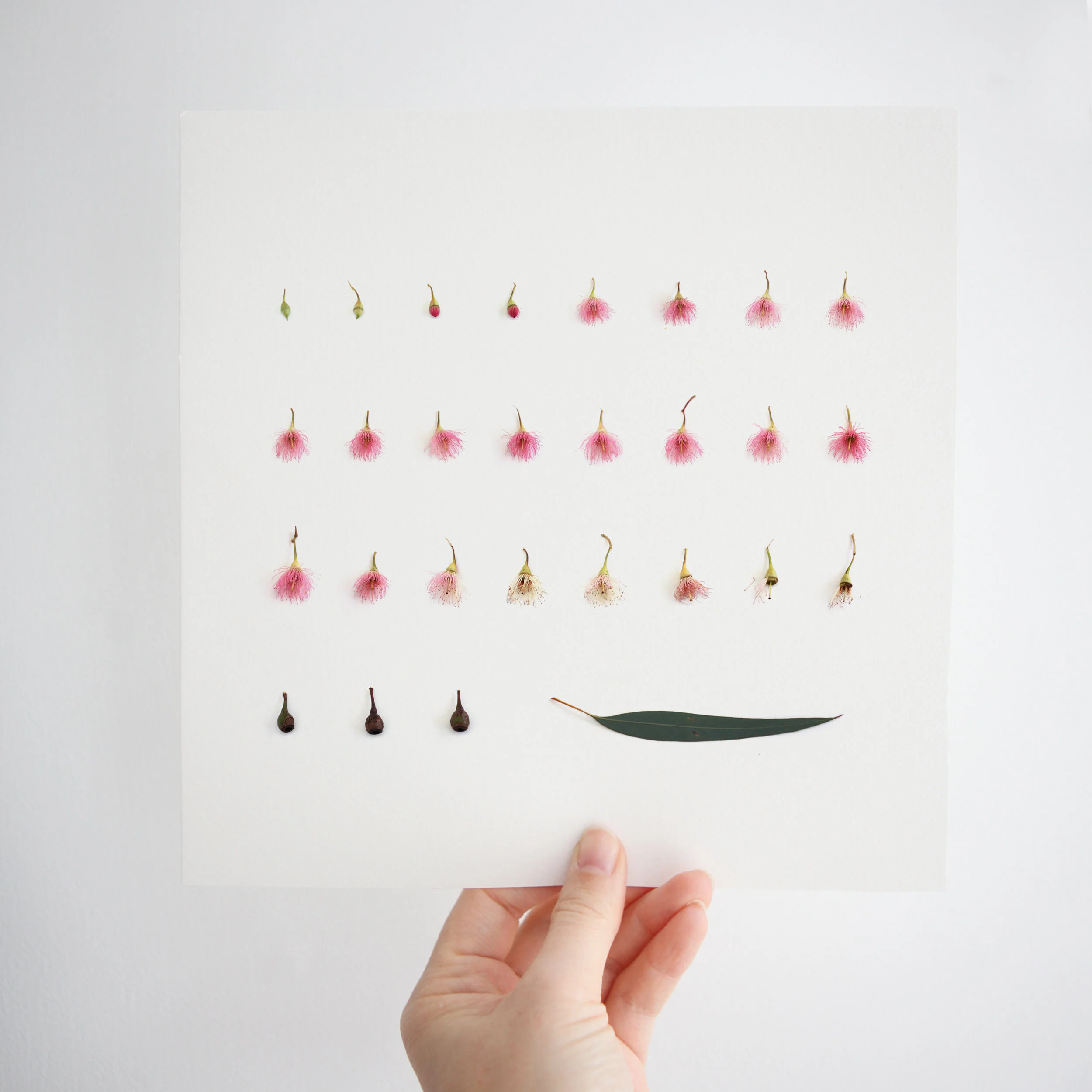 Flowering Eucalyptus Gum Art Print | Pink Botanical Print | Australian Artwork | Eucalyptus Gum | Personalised Artwork