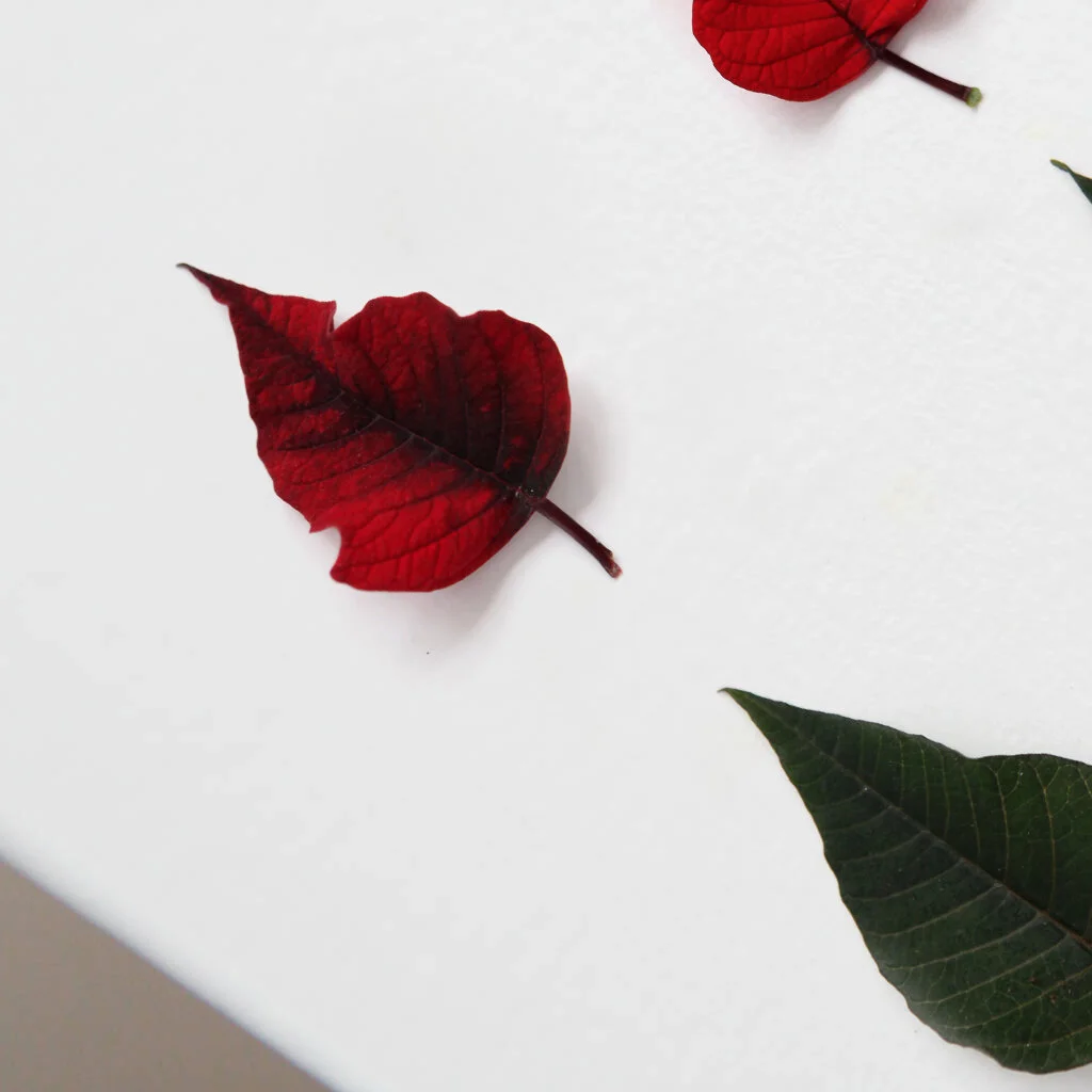 Christmas Print | Poinsettia Print | Personalised Art Print | Birth Flower Gift | Red Flower Art | Deconstructing Flora | Botanical Art Print