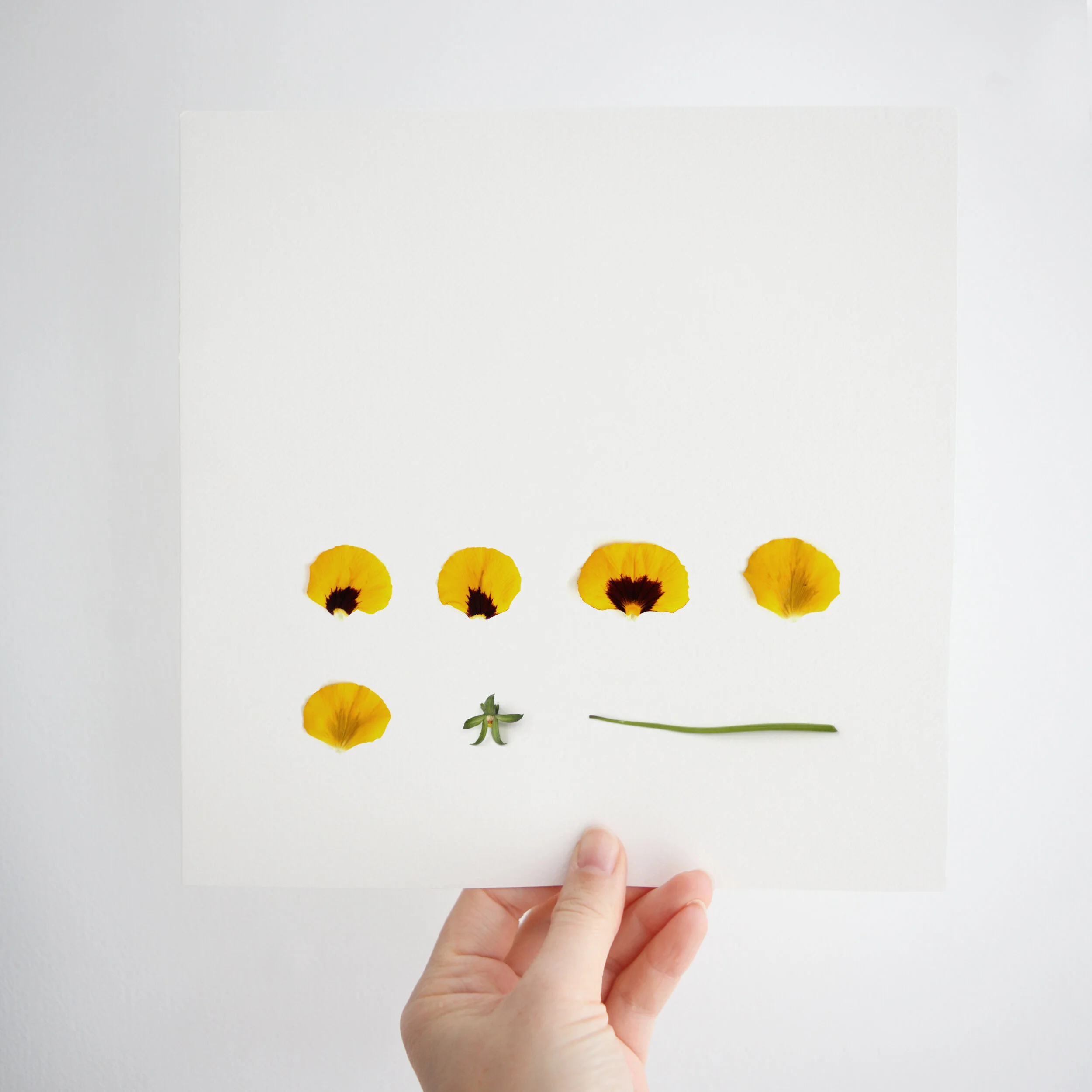 Viola Flower Print | Yellow Botanical Print | Personalised Floral Gift | Botanical Artwork | Viola Photographic Print | Personalised Birth Flower Artwork | Yellow Nursery Decor | February Birth Flower